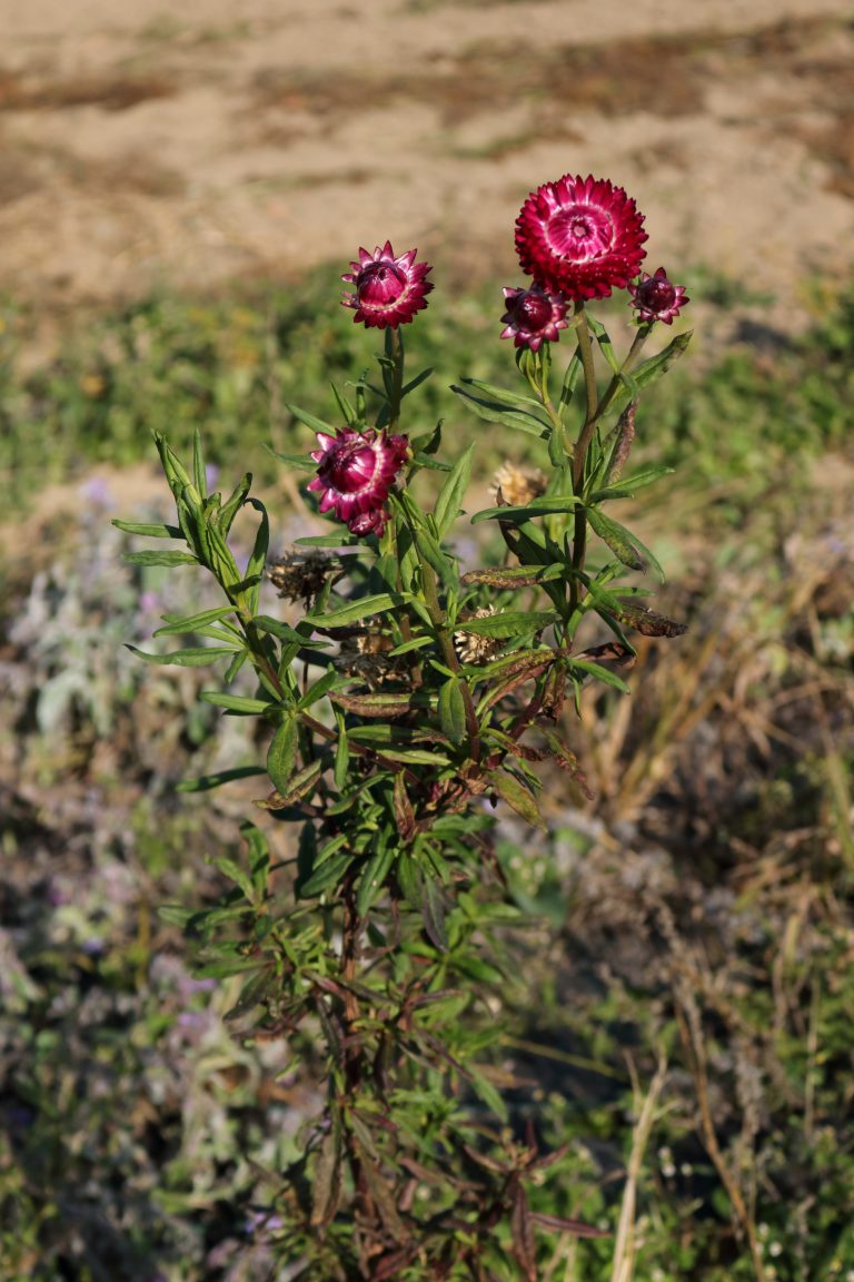 GartenStrohblume (Xerochrysum bracteatum) Blumen und Natur