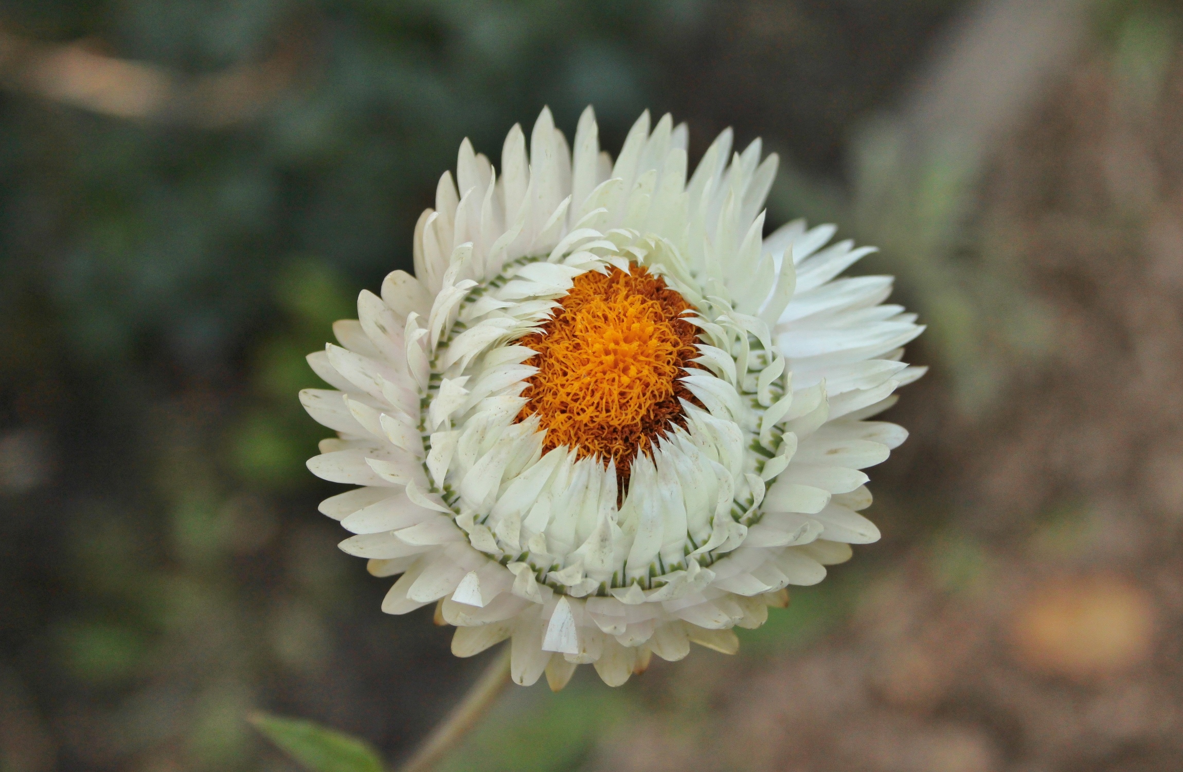 Weiße Garten-Strohblume