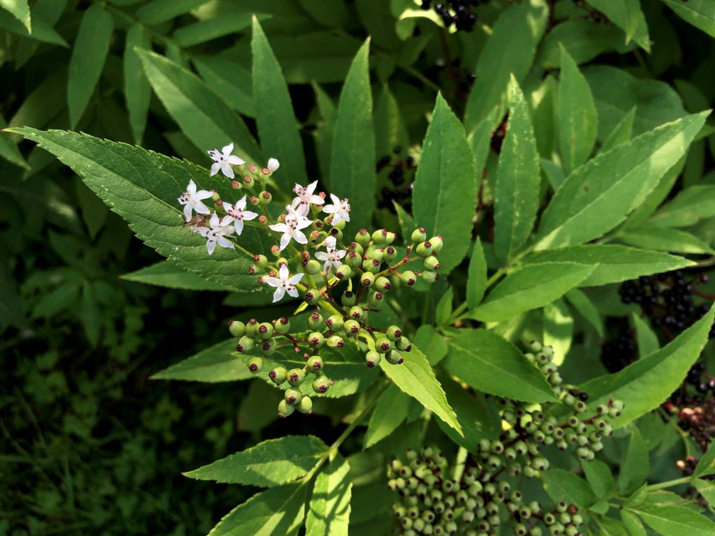Zwerg-Holunder Blüte