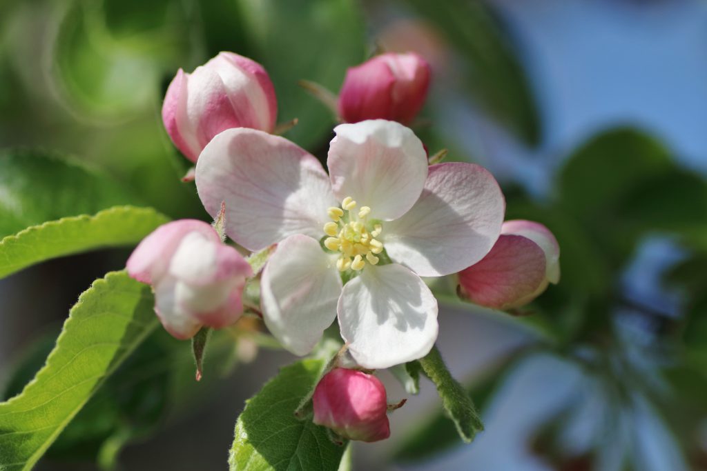 Im Inneren sind die Blütenblätter des Apfelbaums weiß gefärbt.
