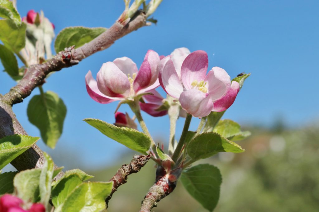 Apfelbaum - Die Blüten des Kulturapfel haben auf der Außenseite der Blütenblätter eine rosa Färbung. Die Blüten sitzen am Ende der Äste und sind aufrecht.