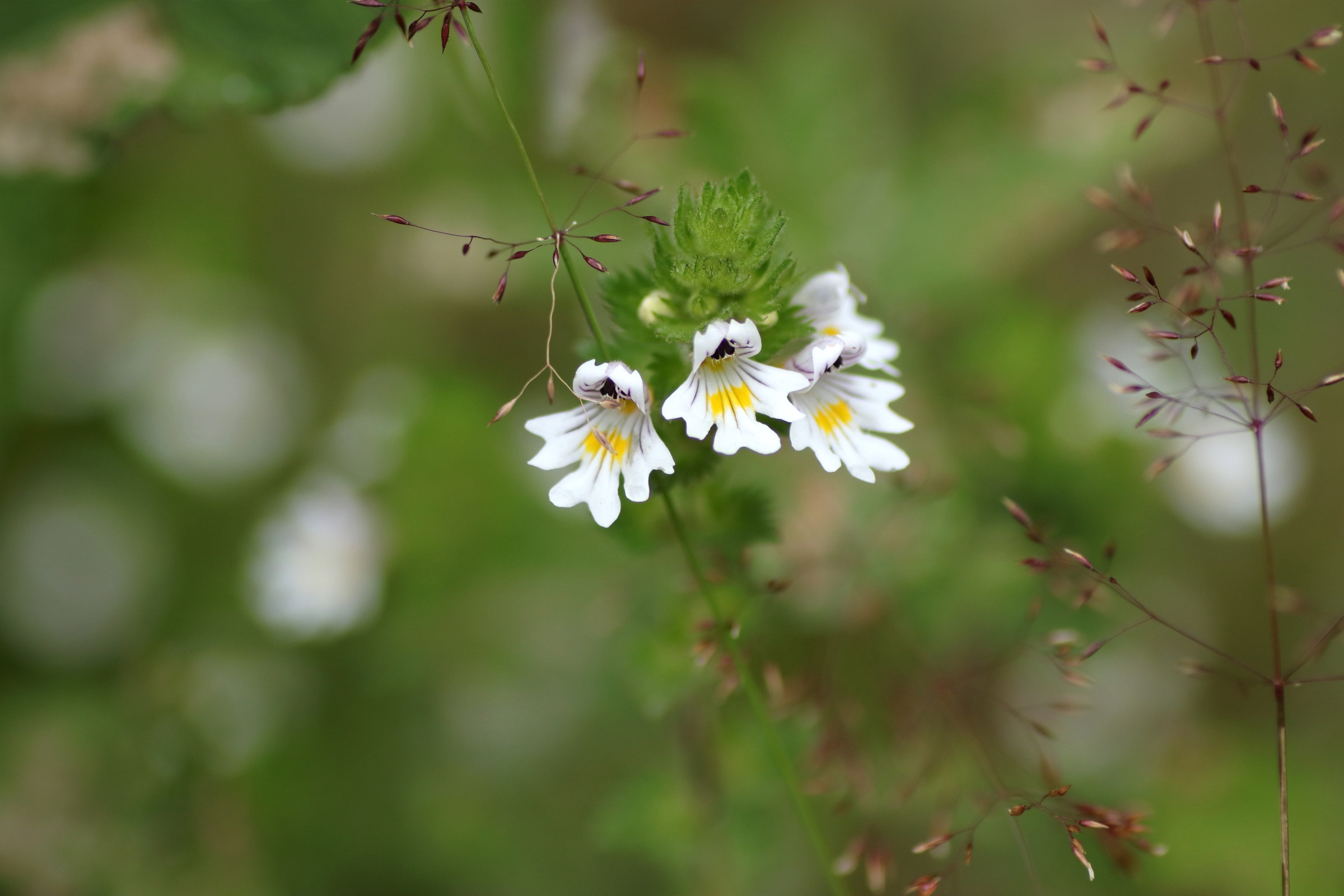 Gemeiner Augentrost - Blüte in der Detailaufnahme