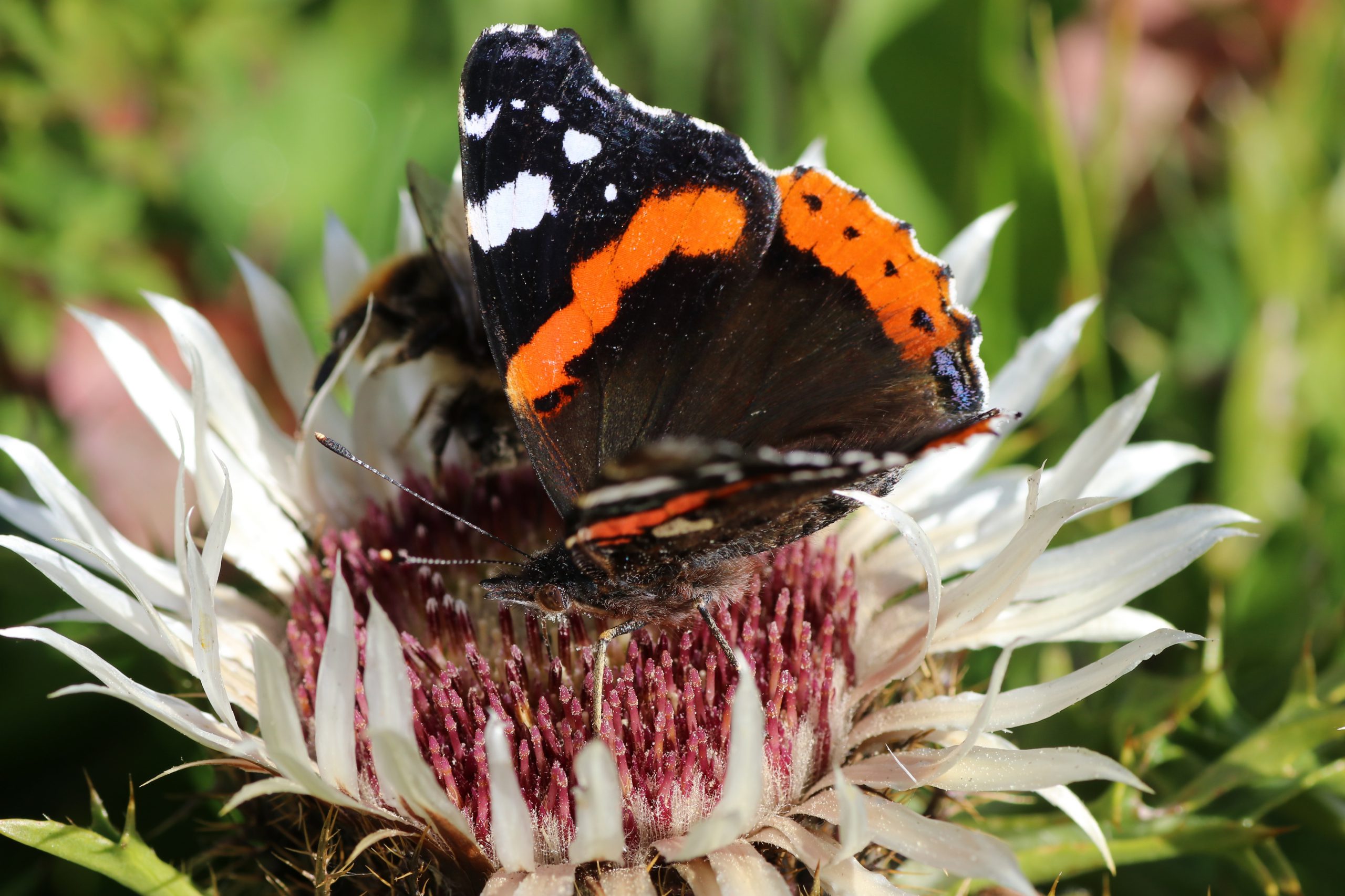 Schmetterlinge - Admiral auf Silberdistel