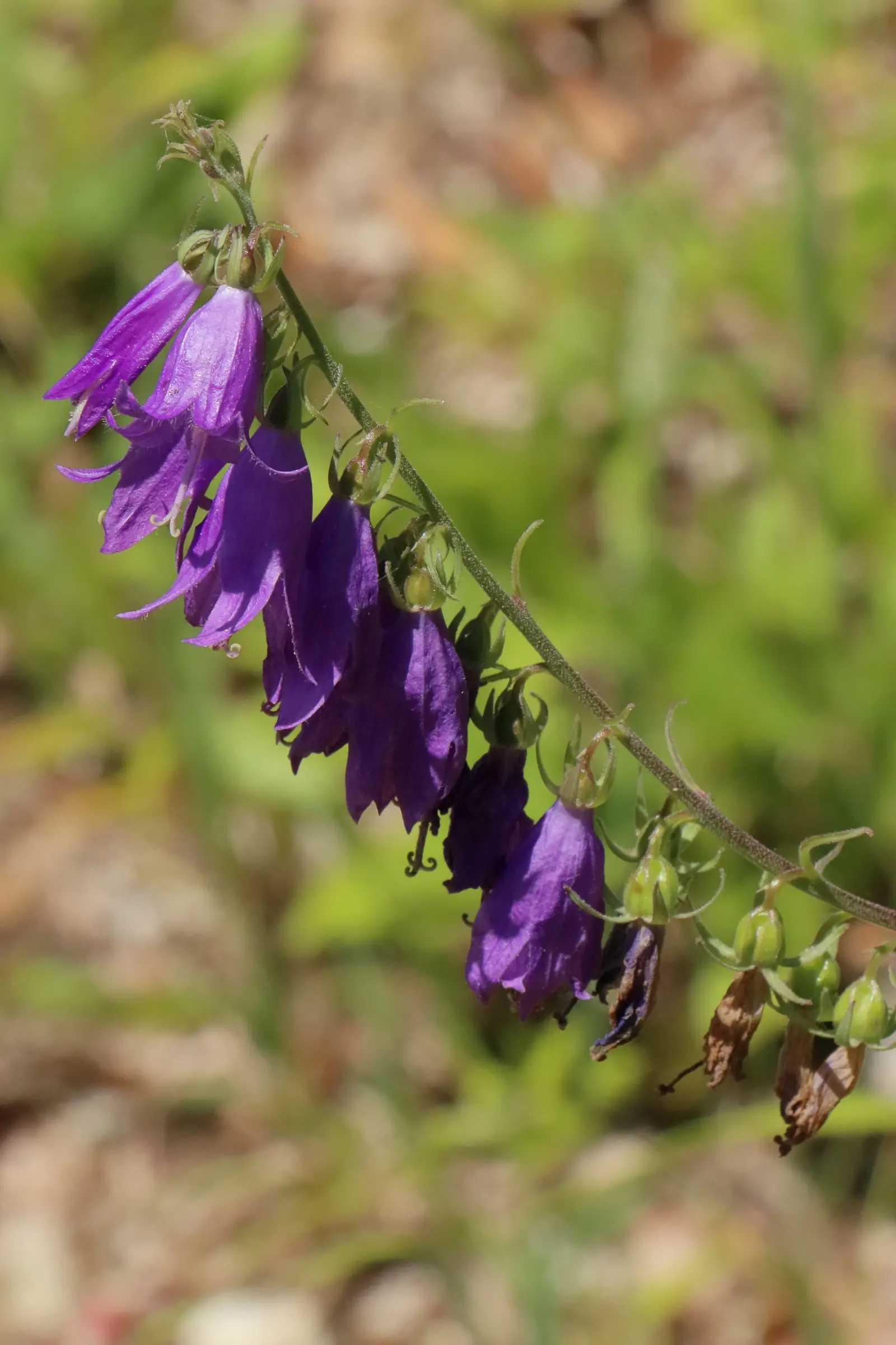 Lila glockenförmige Blüten der Acker-Glockenblume an einem dünnen Stängel vor unscharf grünem Hintergrund