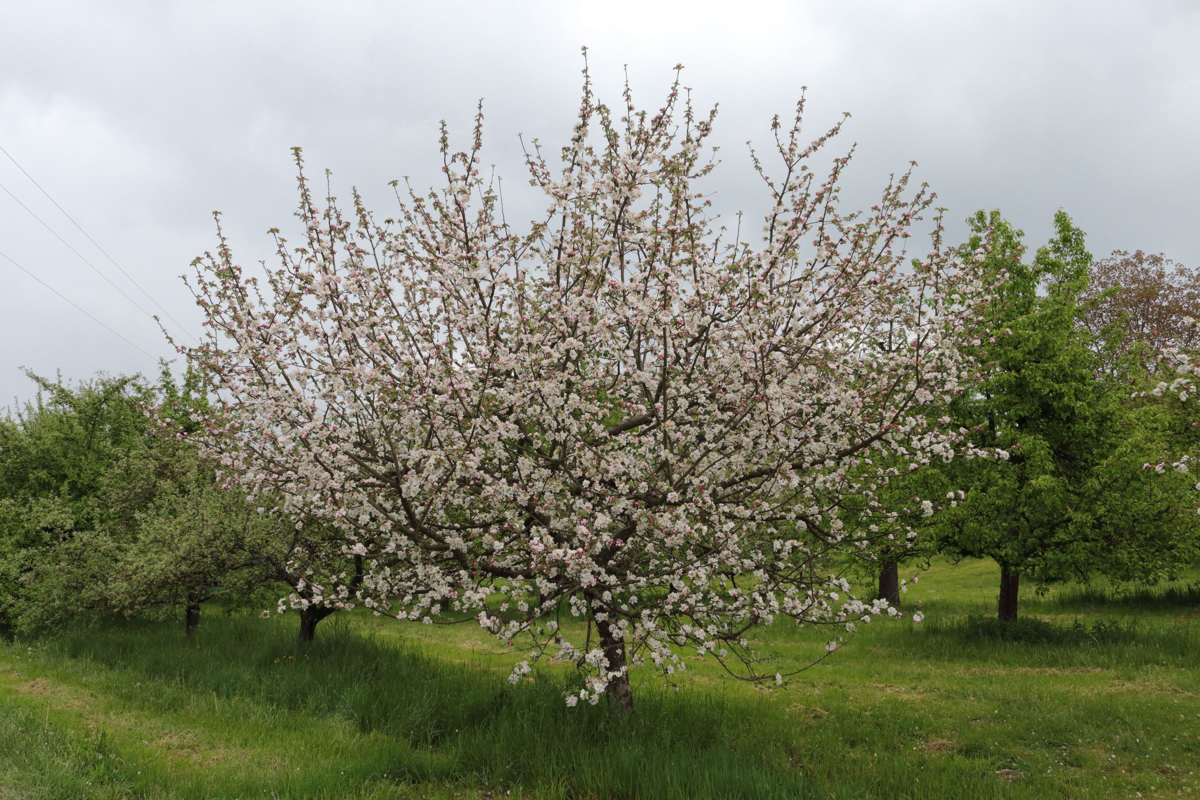 Apfelbaum - Baum in voller Blüte