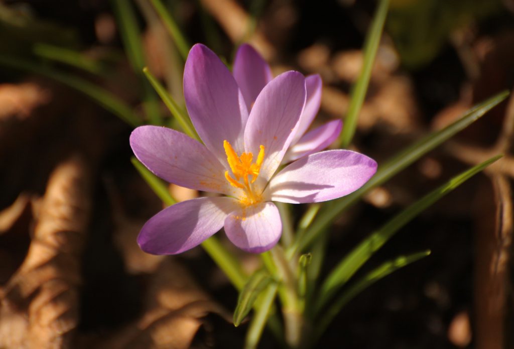 Eine Blüte des Frühlings-Krokus im Detail - Die rosa gefärbten Blütenblätter sind nach außen aufgebogen. In der Mitte sitzt die gelb gefärbte Blütennarbe und Staubblätter.