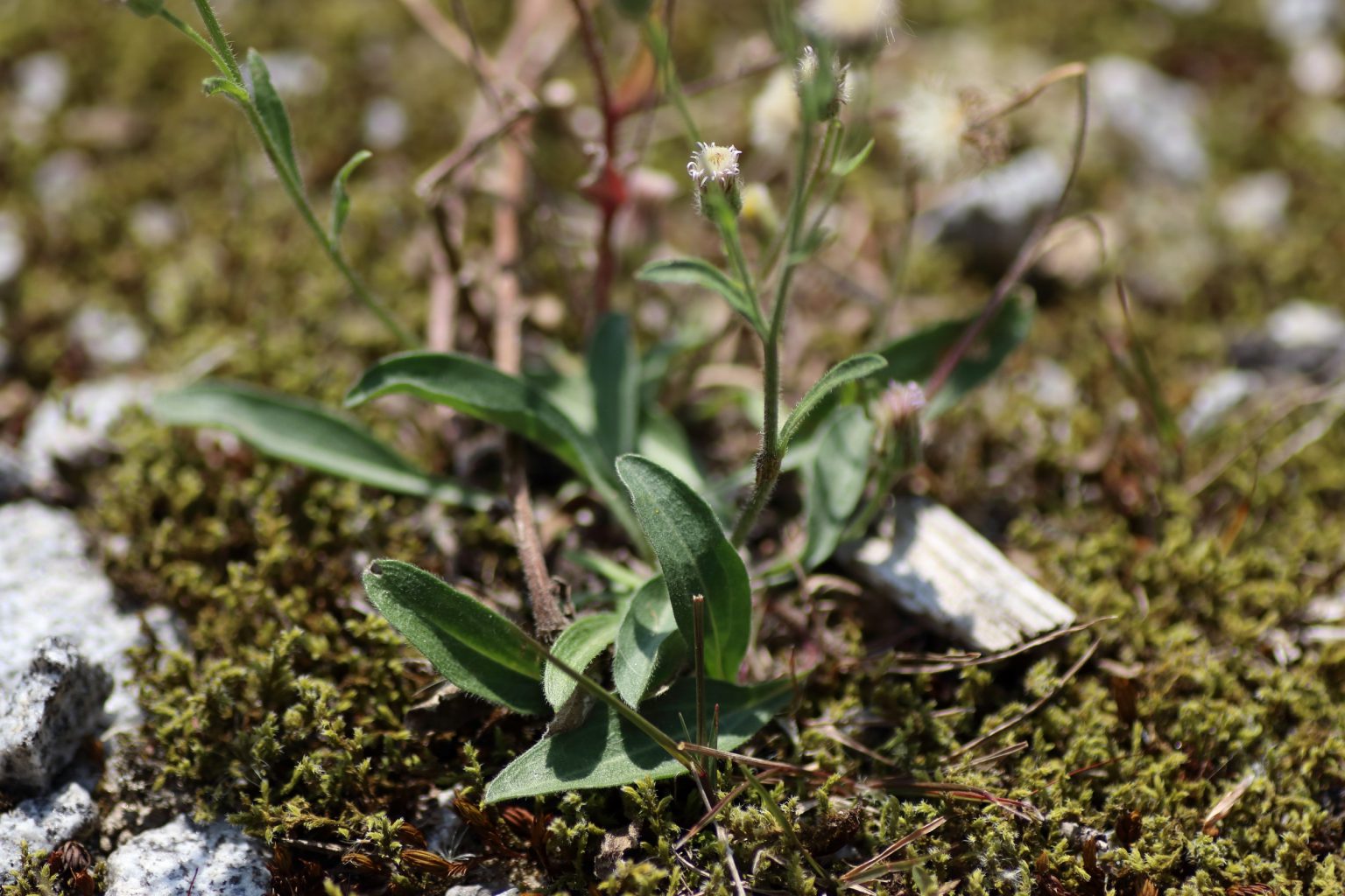 Scharfes Berufkraut (Erigeron acris ssp. acris) – Blumen und Natur Scharfes Berufkraut (Erigeron acris ssp. acris) – Blumen und Natur