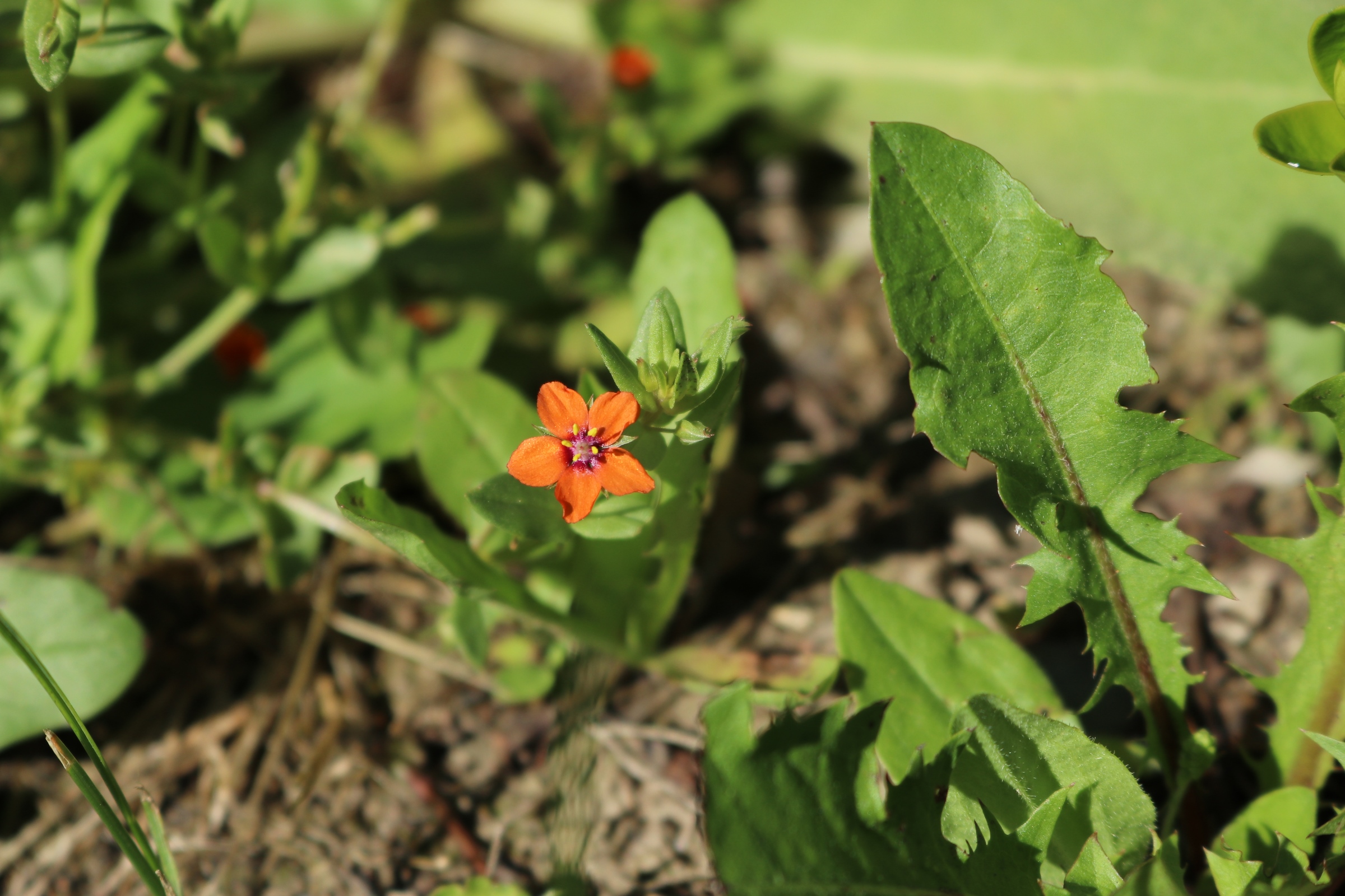 Eine Blüte des Acker-Gauchheils. Die Blütenblätter sind orange gefärbt.