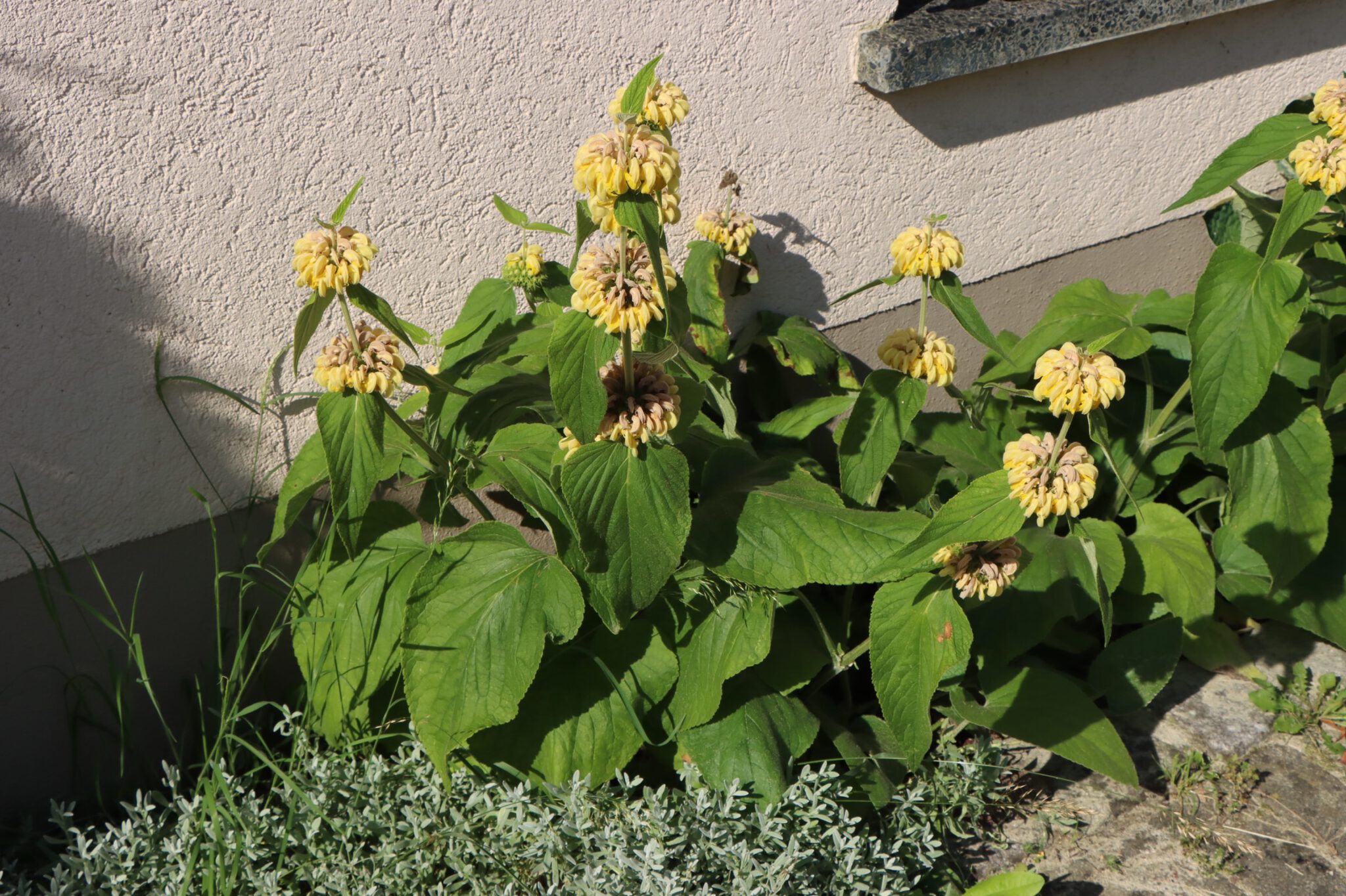 RusselBrandkraut (Phlomis russeliana) Blumen und Natur