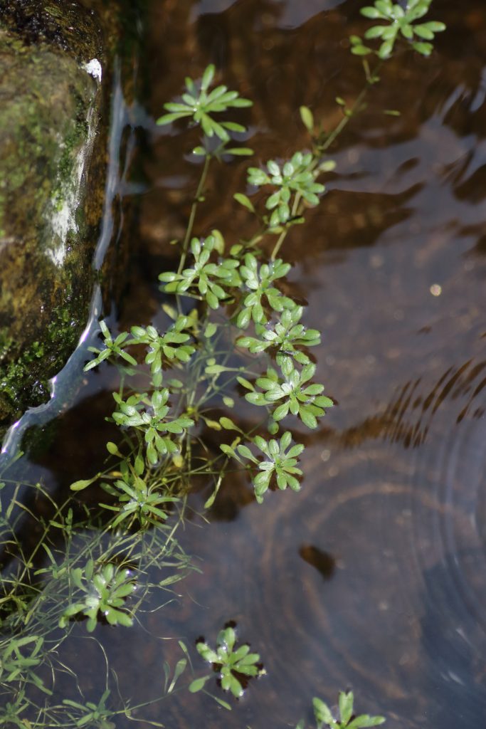 HakenWasserstern (Callitriche hamulata) Blumen und Natur