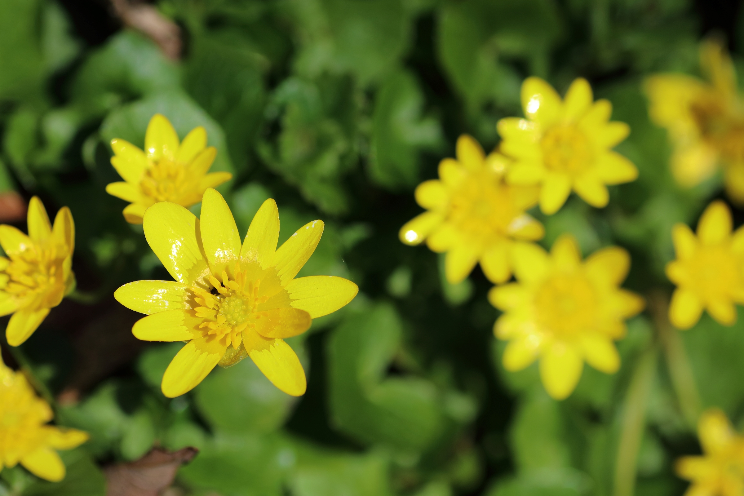 A group of blossoms of the lesser celandine