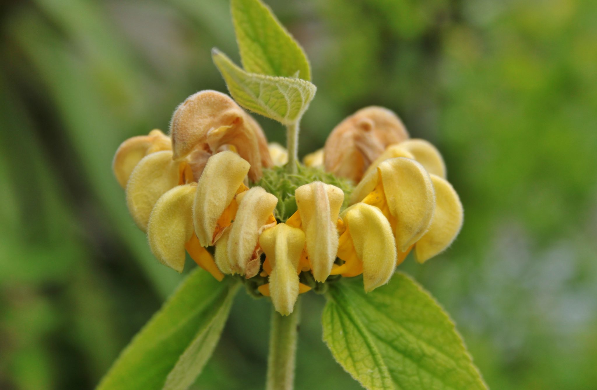 RusselBrandkraut (Phlomis russeliana) Blumen und Natur