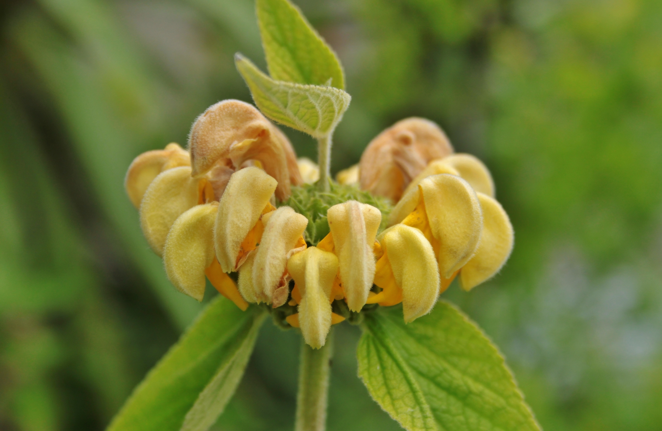 Der Blütenstand des Russel-Brandkraut ist gelb gefärbt und besteht aus einer Vielzahl von Lippenblüten.