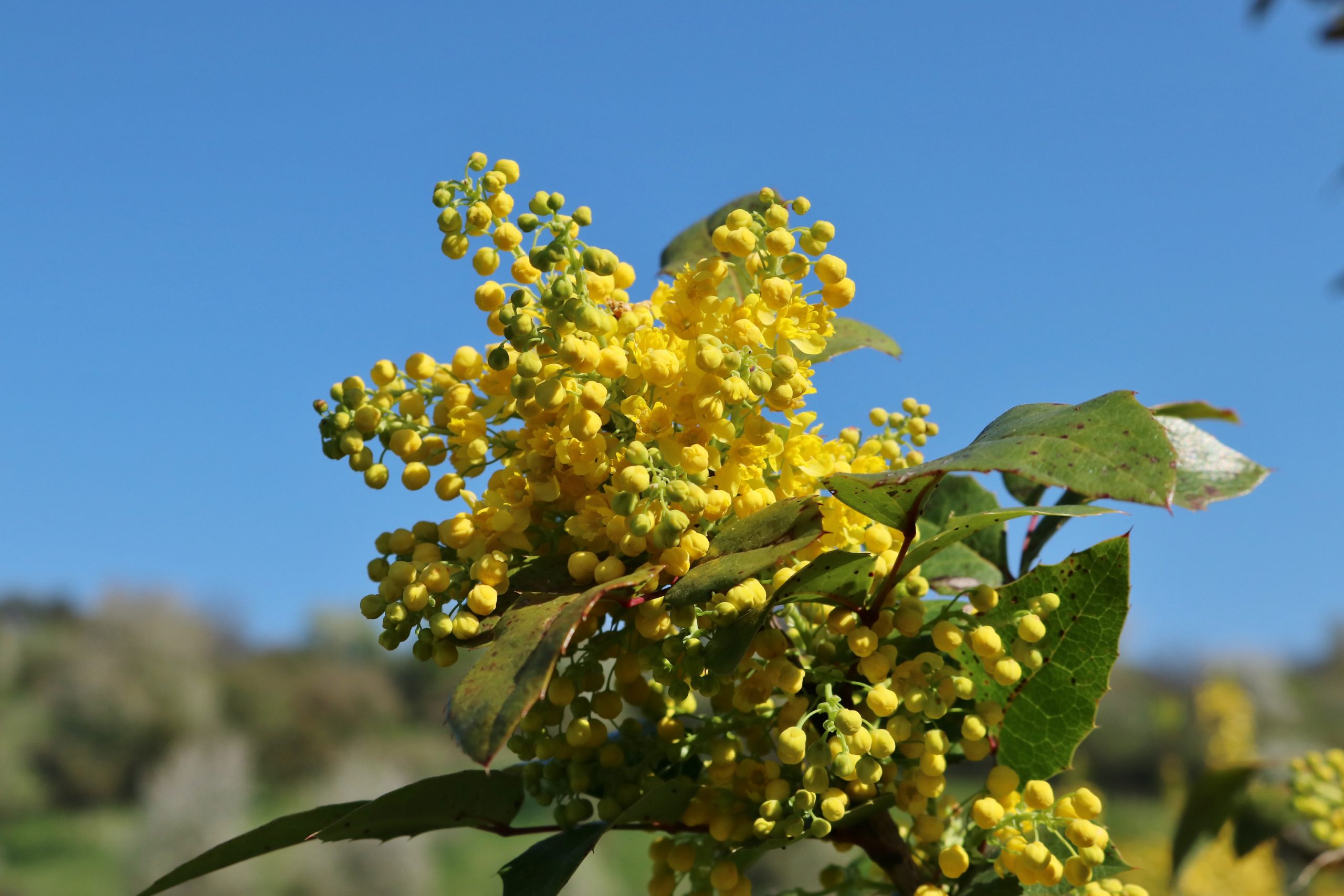 Mahonie Mahonia aquifolium – Blumen und Natur