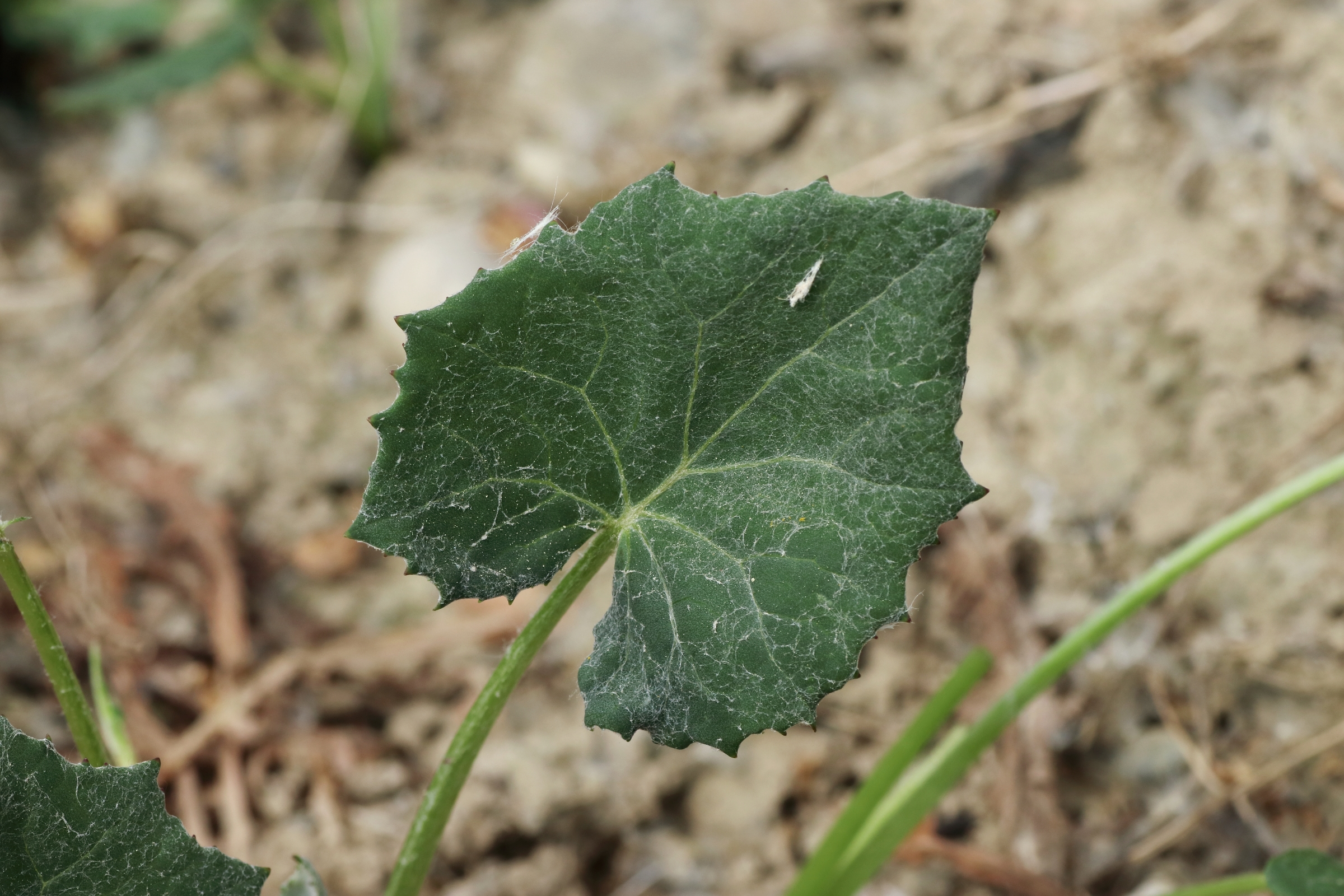 Blatt des Huflattich - rundlich herzförmig aufgebaut und am Rand leicht gezähnt. Die Oberseite der Blätter sind dunkelgrün gefärbt.