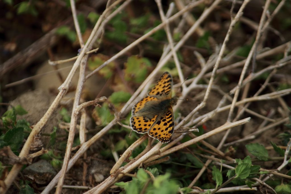 Schmetterlinge - kleiner Perlmuttfalter