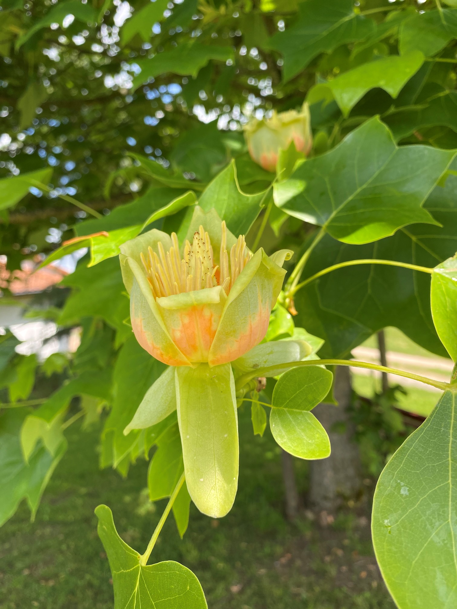 Tulpenbaum - Blüte