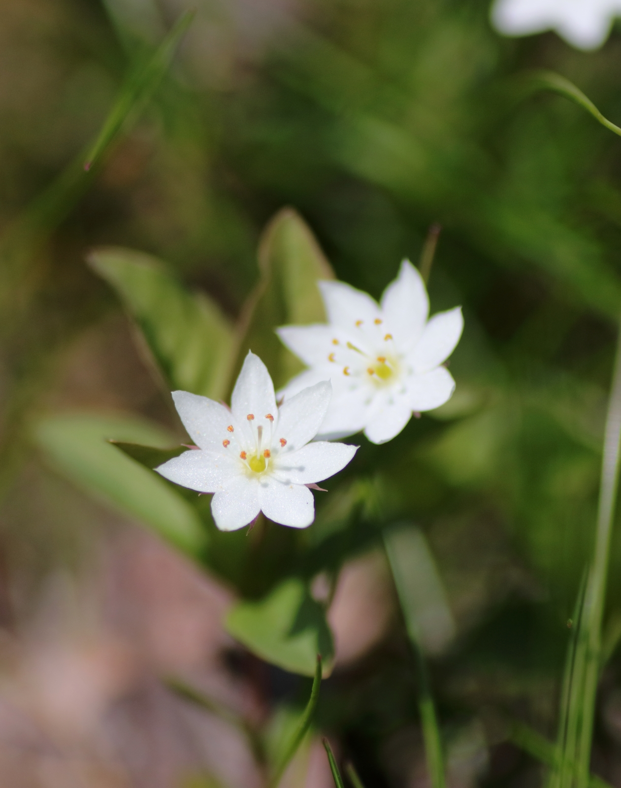 Siebenstern - Detailaufnahme der Blüte
