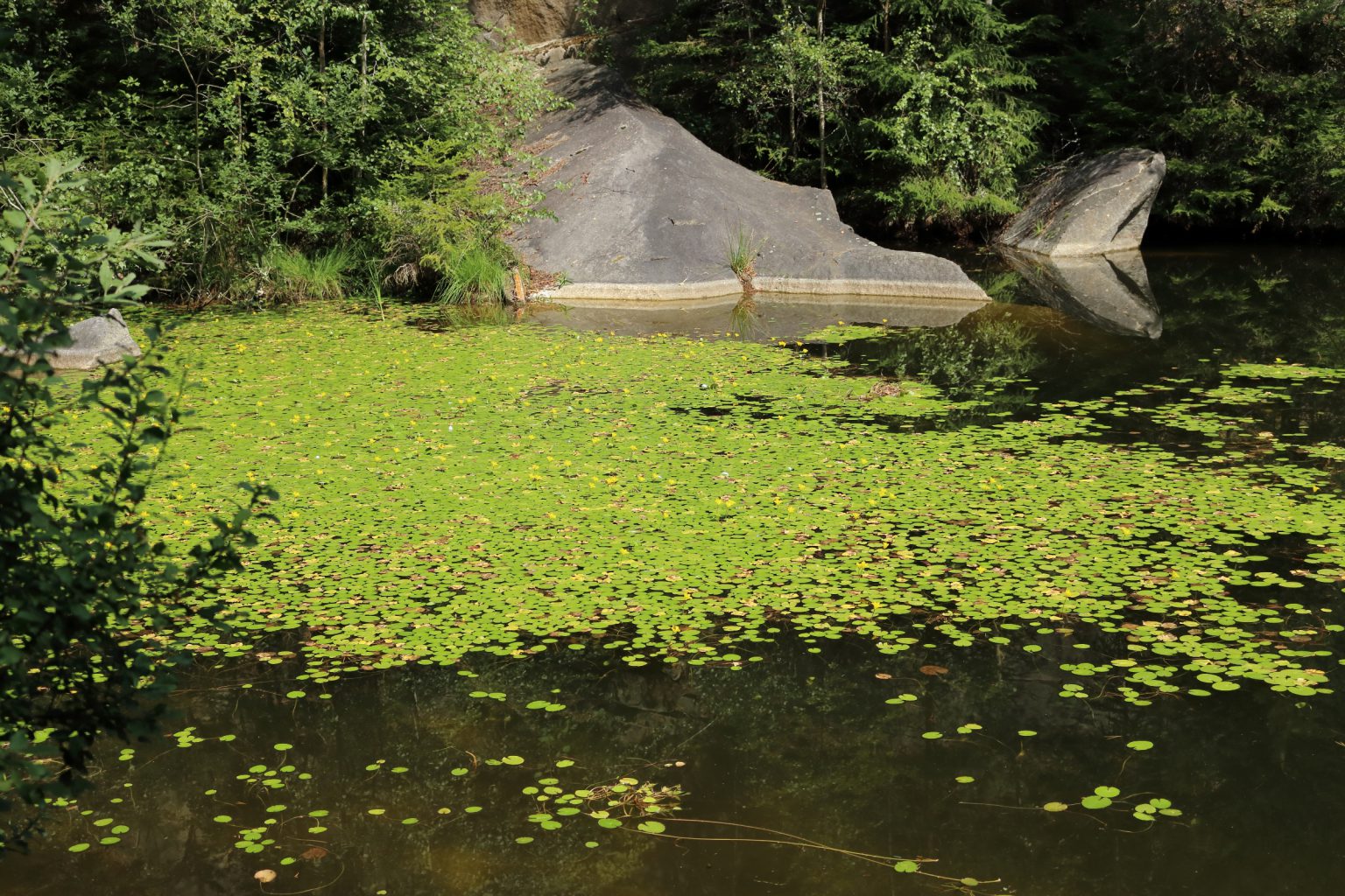 Seekanne, europäische (Nymphoides peltata) Blumen und Natur