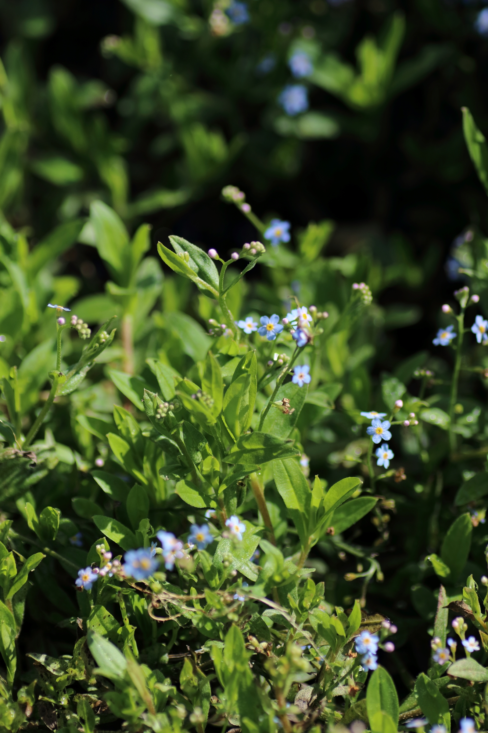 Sumpf Vergissmeinnicht Myosotis Scorpioides Blumen Und Natur