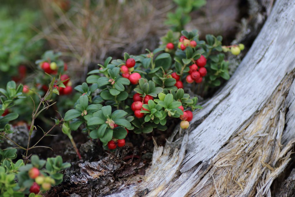 Preiselbeere Busch Preiselbeere (Vaccinium vitis-idaea) – Blumen und Natur