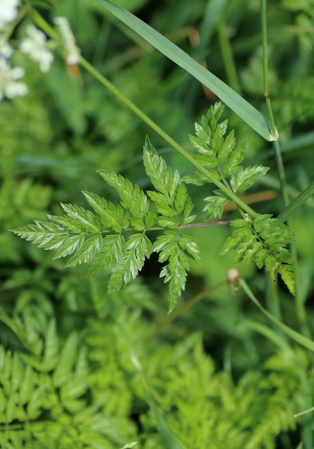 WiesenKerbel (Anthriscus sylvestris) Blumen und Natur