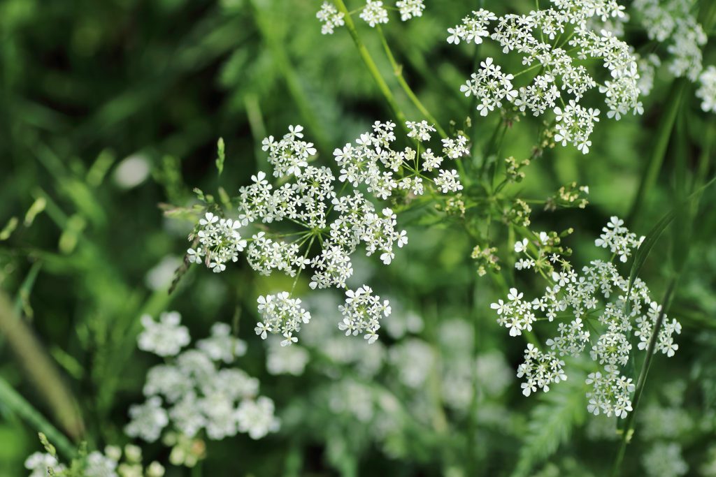 WiesenKerbel (Anthriscus sylvestris) Blumen und Natur