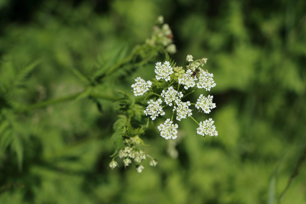 Gold-Kälberkropf - Weiße Doldenblüte
