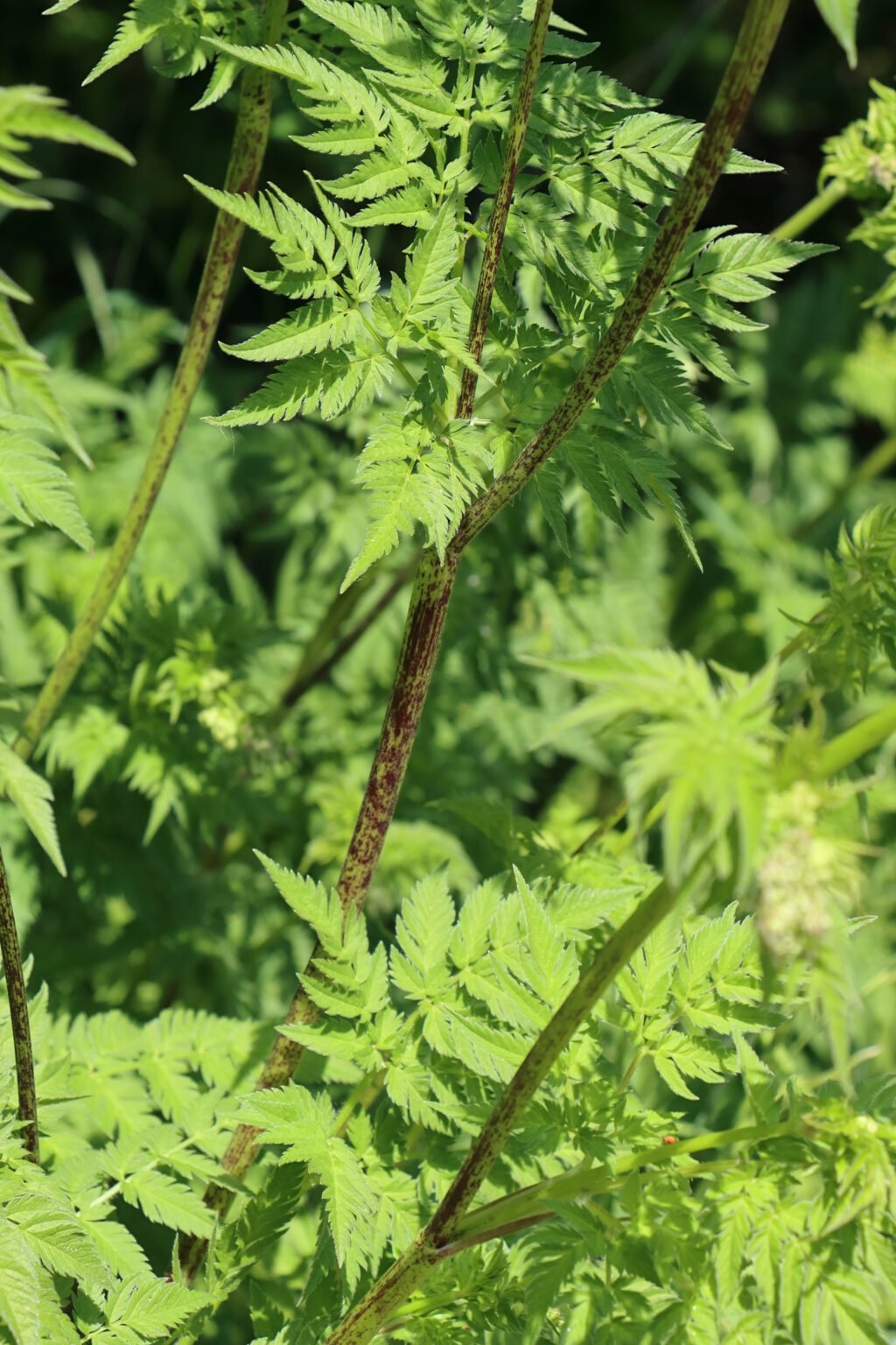 GoldKälberkropf (Cyhaerophyllum aureum) Blumen und Natur