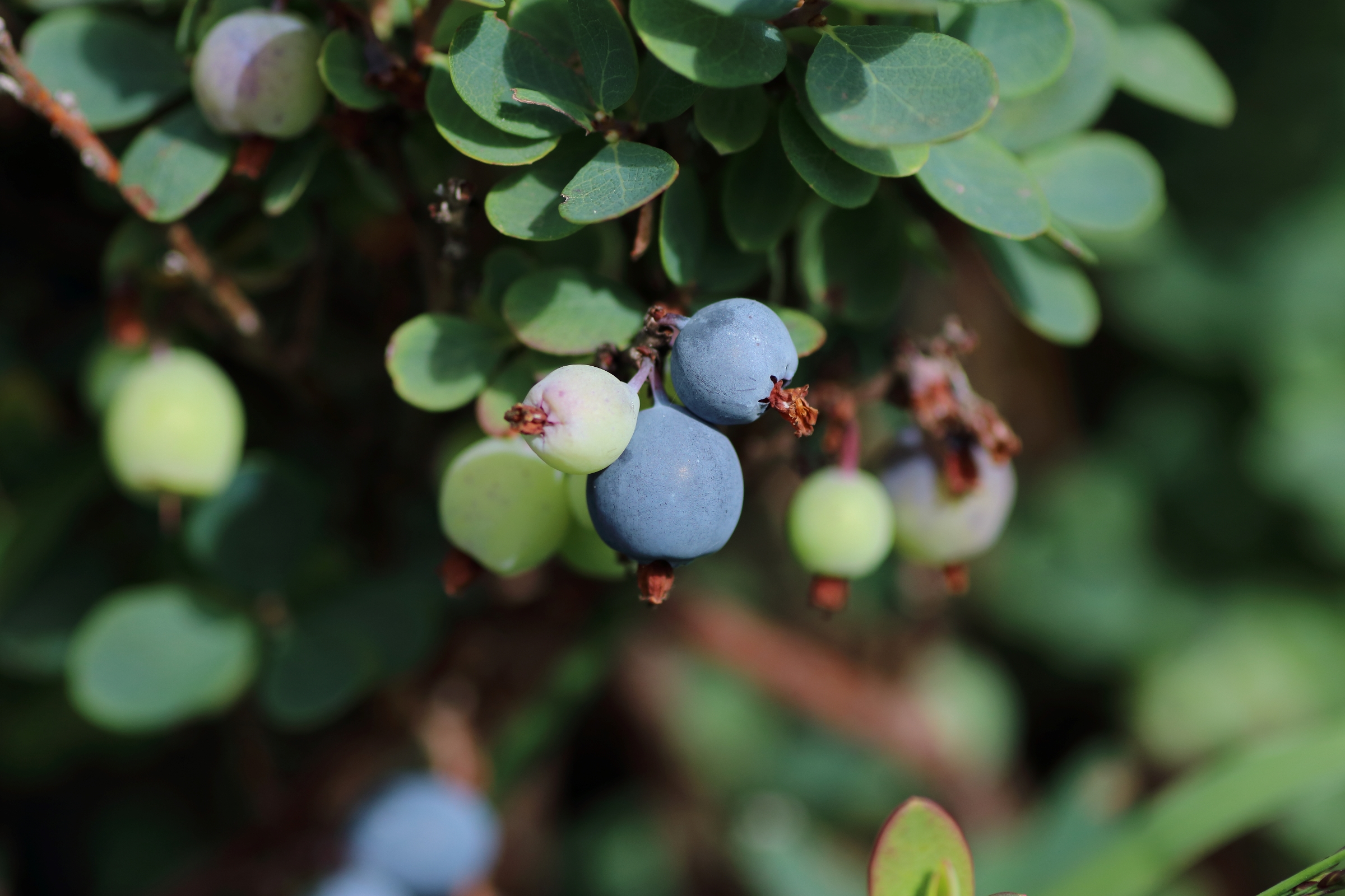 Detailaufnahme der Früchte der Moor-Rauschbeere - blaue, rundlich aufgebaute Früchte