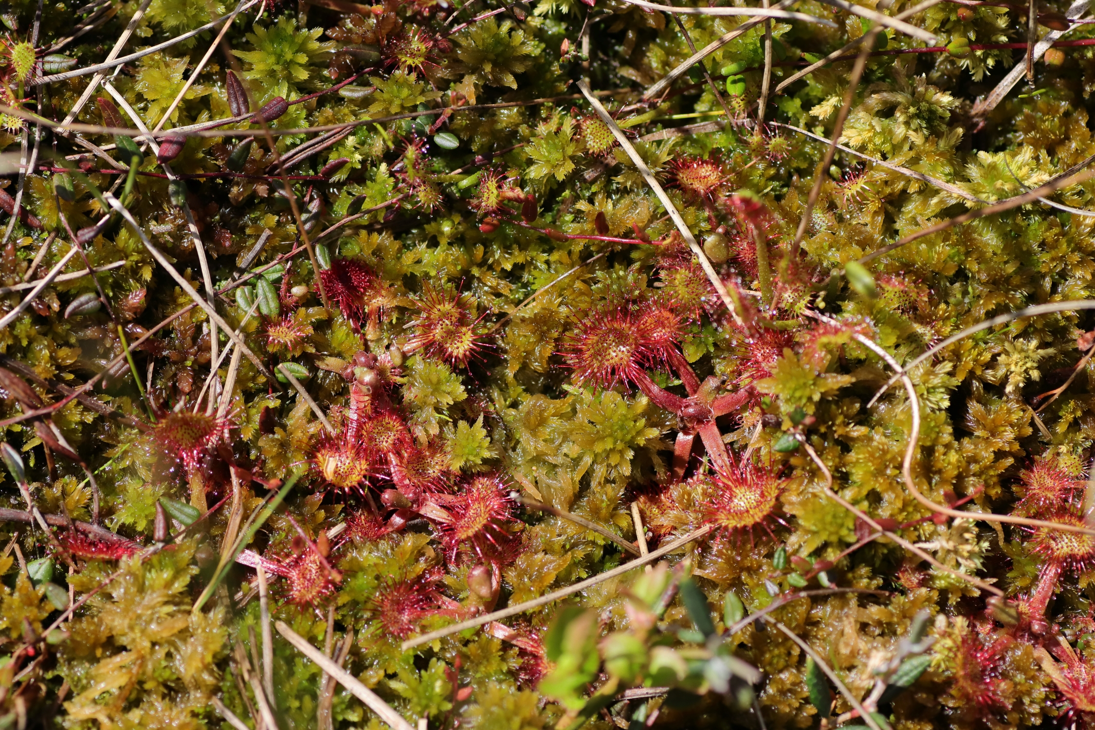 round-leaved sundew - red leaves between moss