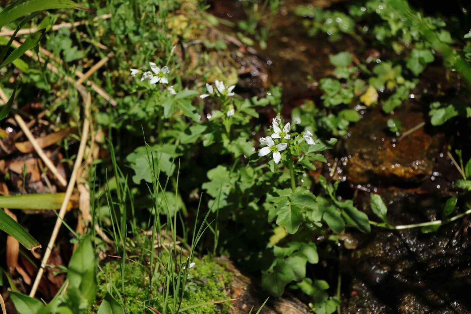 Brunnenkresse, echte (Nasturtium officinale) – Blumen und Natur