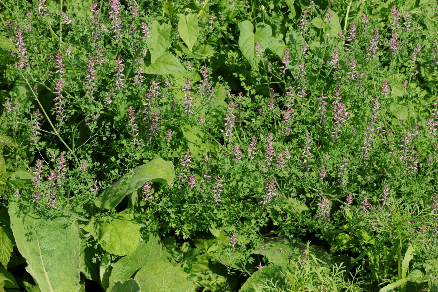Erdrauch, gewöhnlicher (Fumaria officinalis) Blumen und Natur