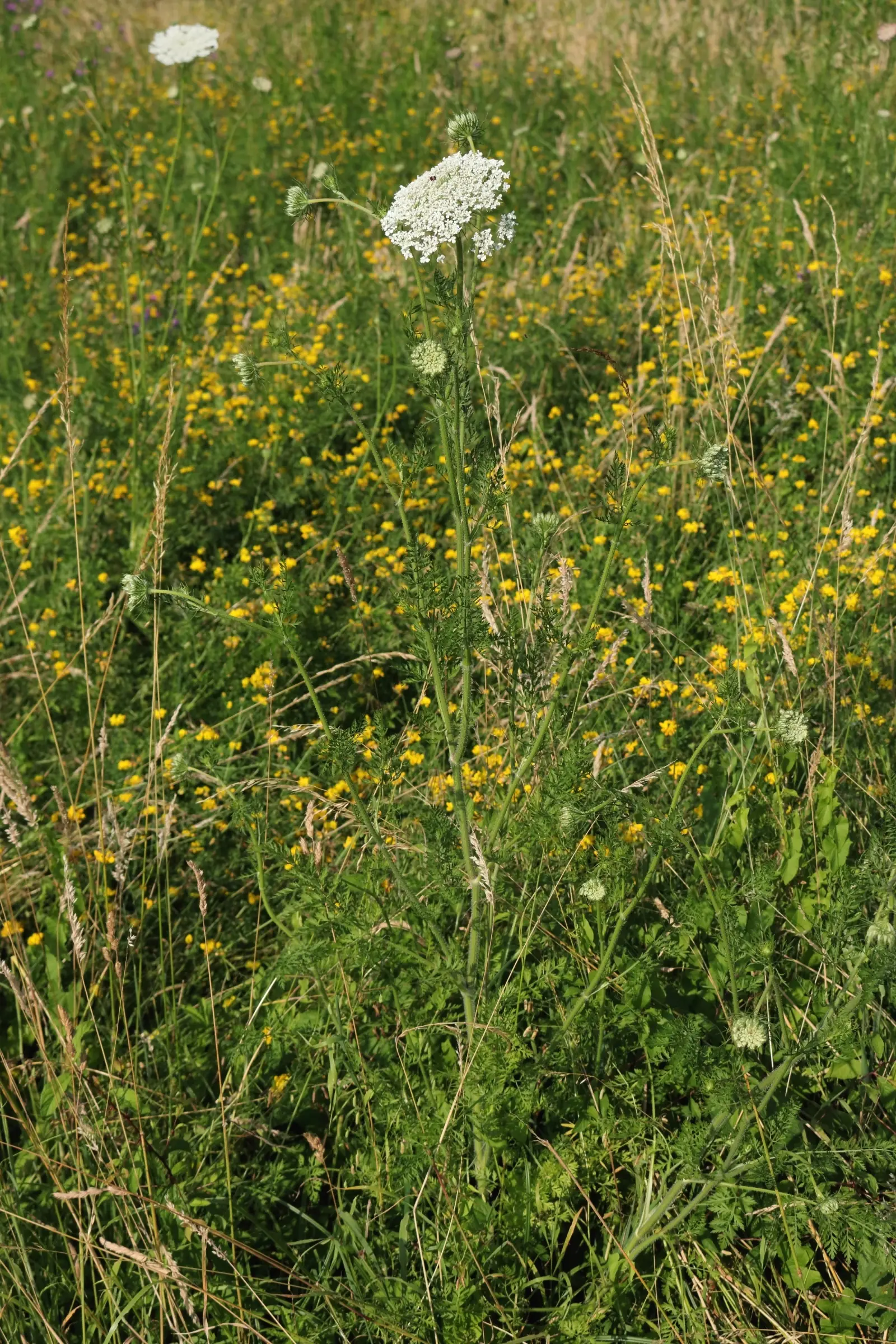 Wilde Möhre - Gesamte Pflanze