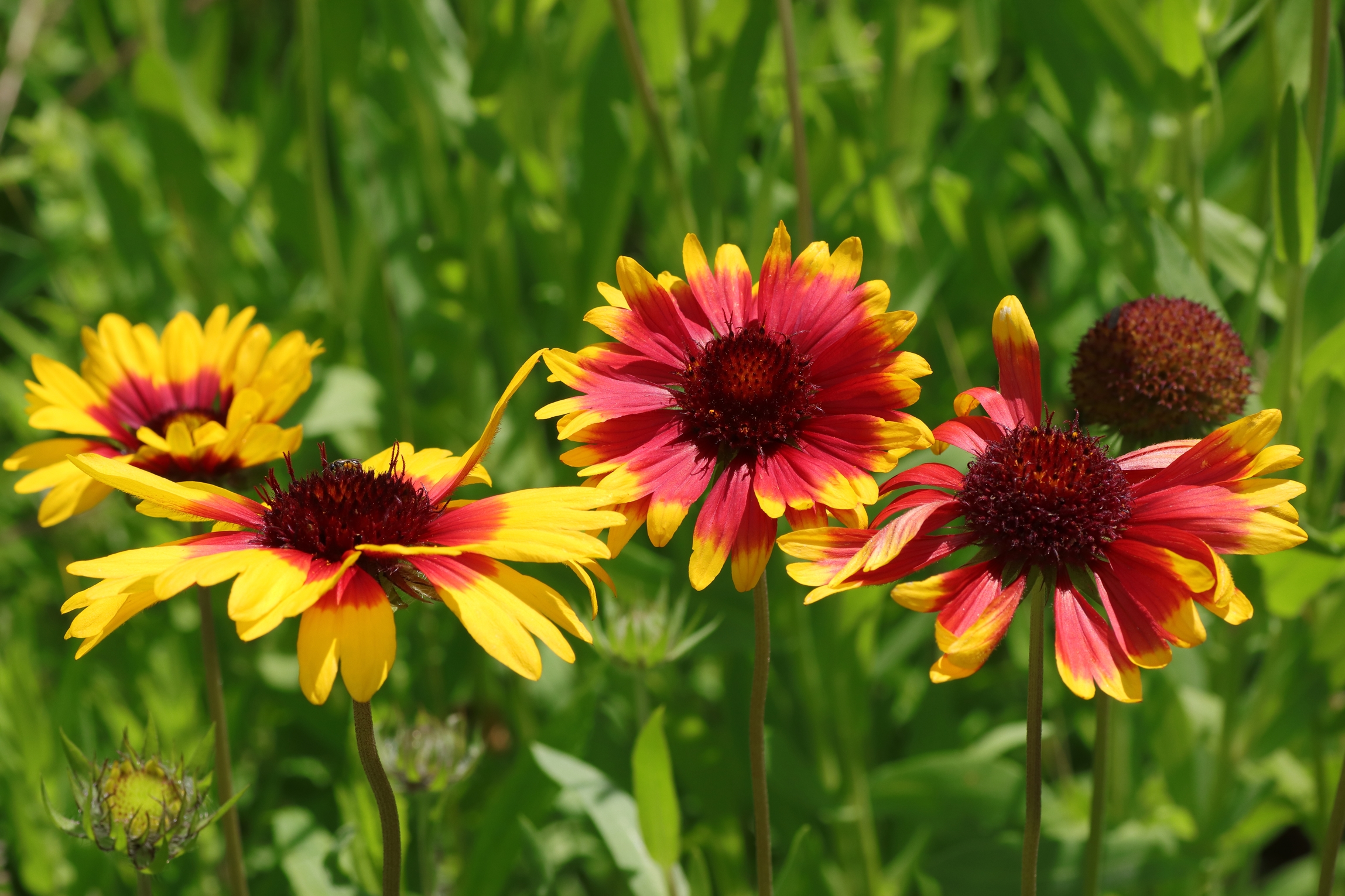 Prärie-Kokardenblume - Blütengruppe
