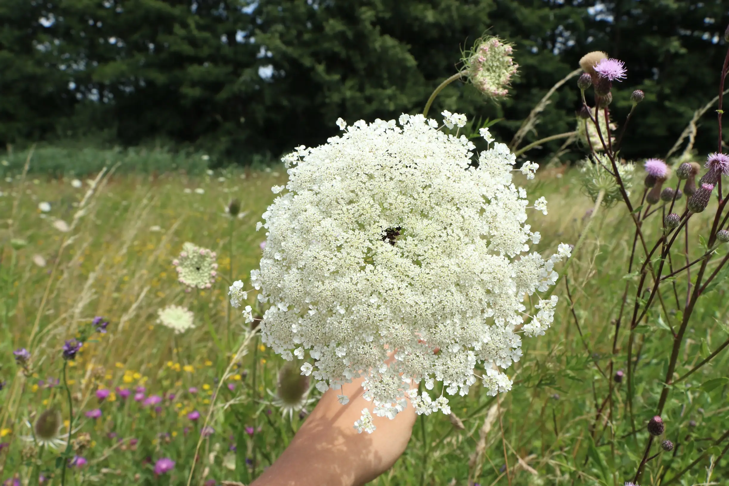 Wilde Möhre - Große Blüte mit violetter Scheinblüte in der Mitte