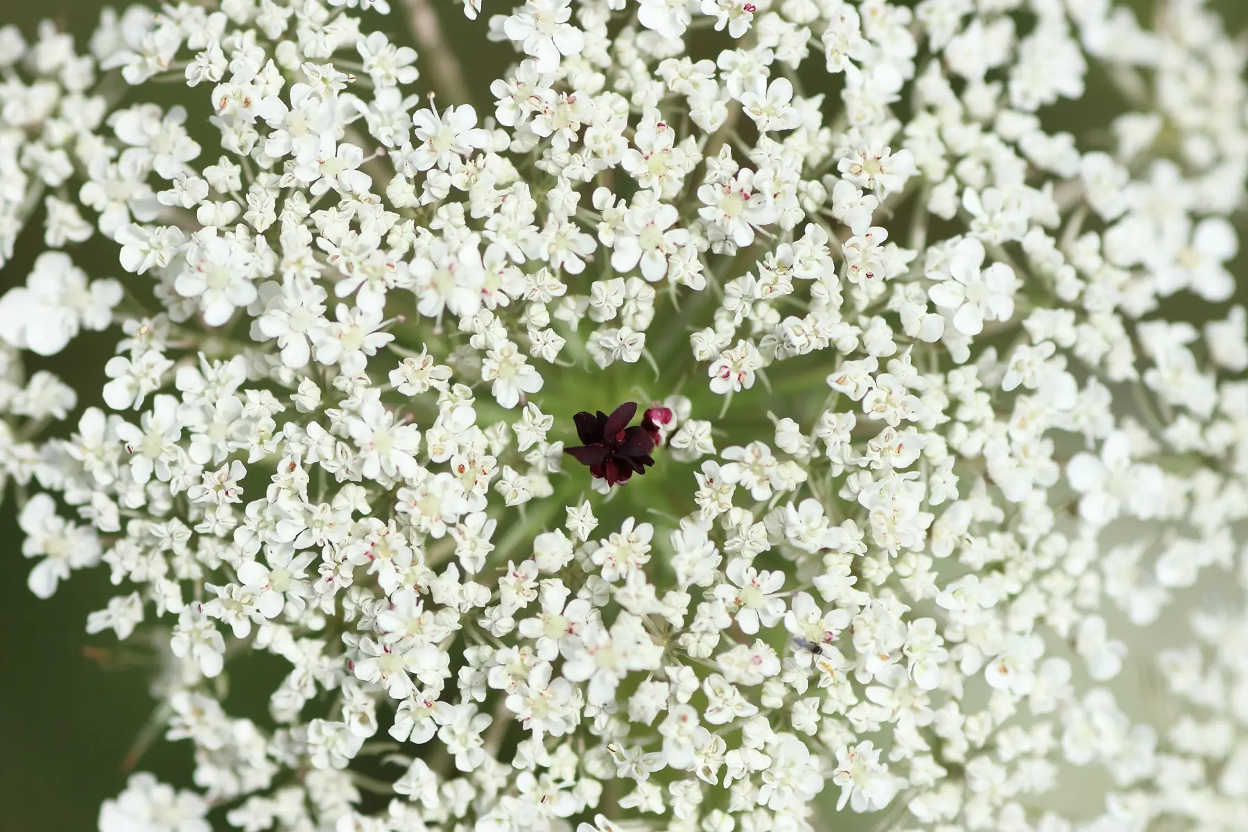 Wilde Möhre - Violette Scheinblüte