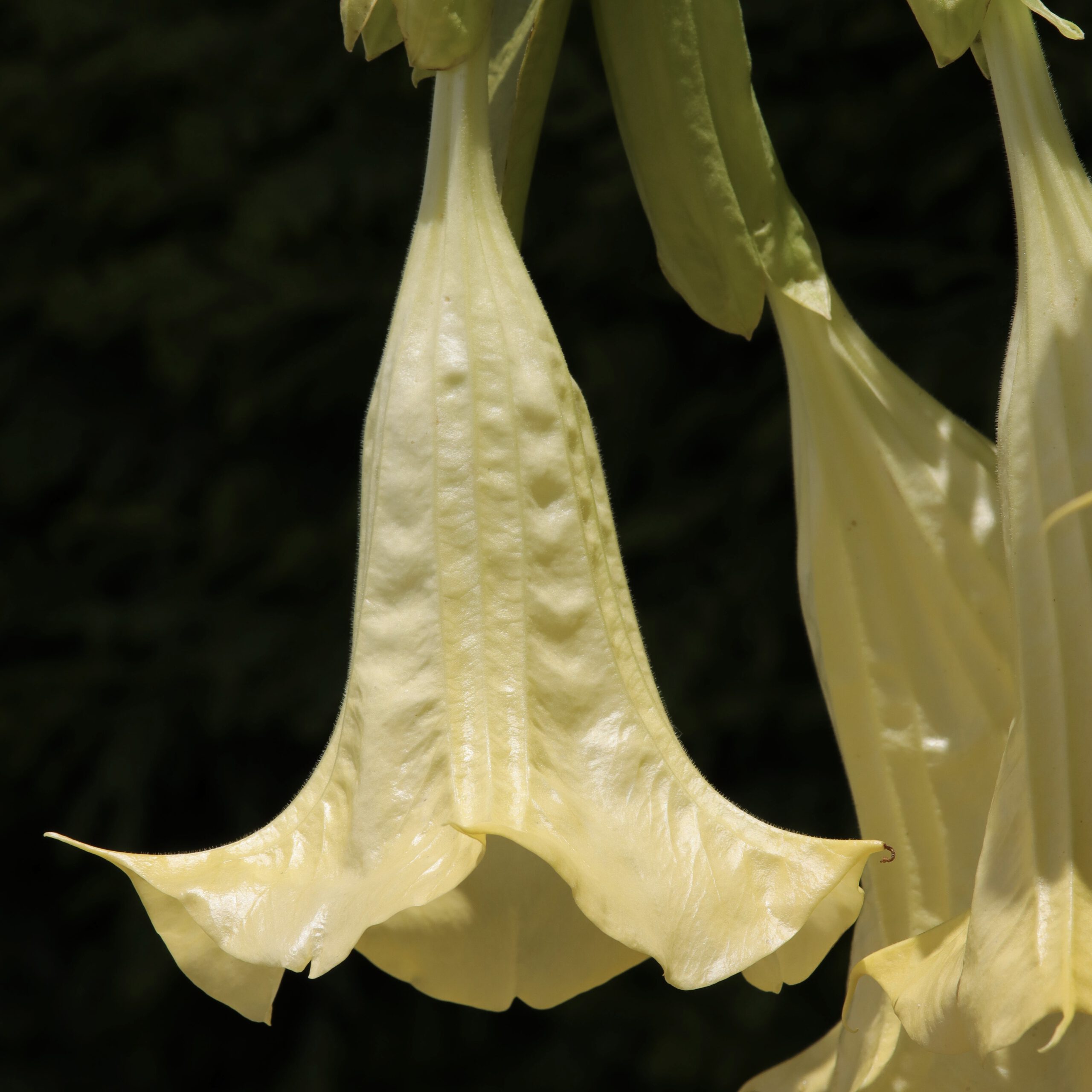 Engelstrompete - Gelbe Zuchtform mit glatten Blüten