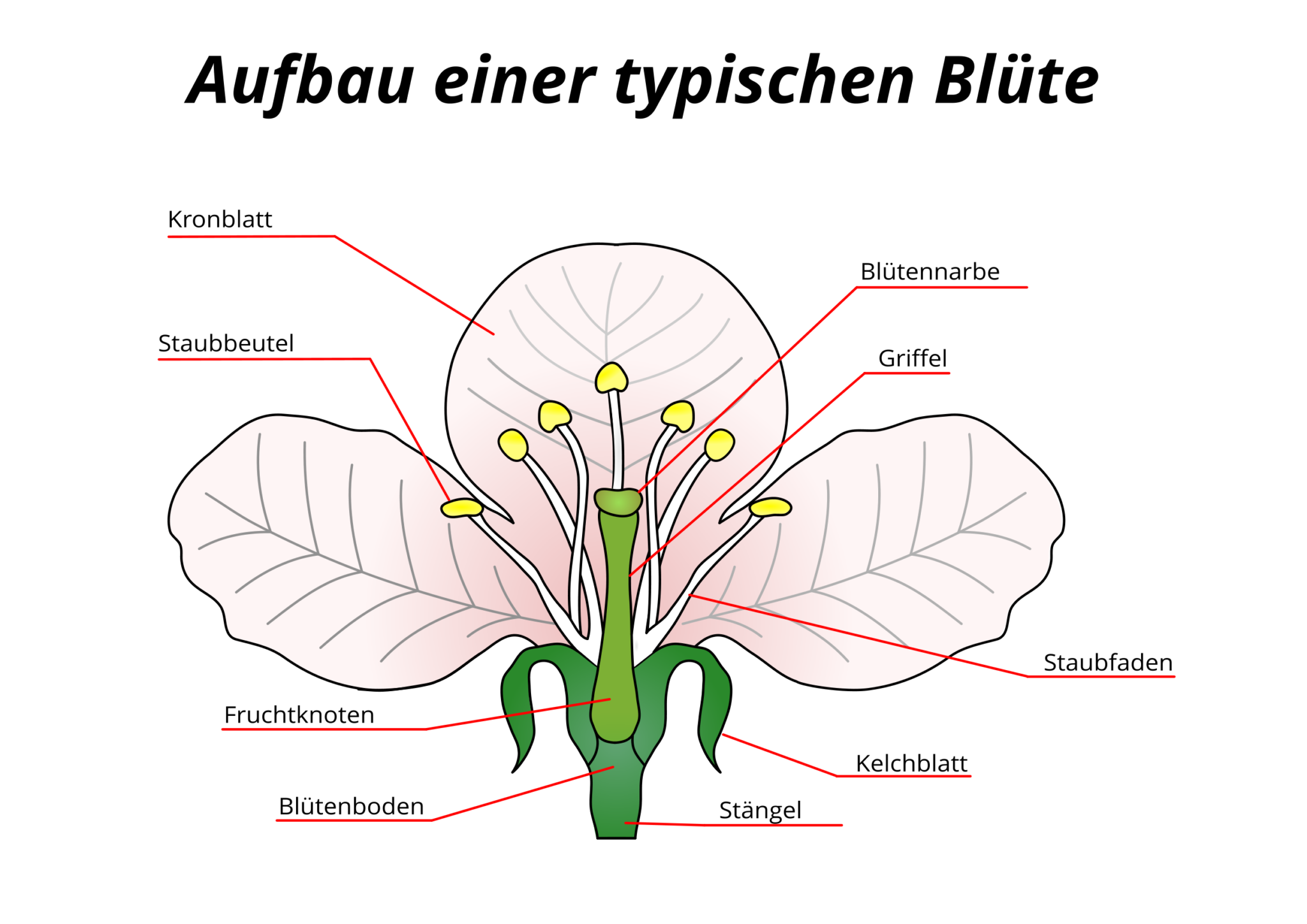 Biologie Aufbau Einer Blütenpflanze Arbeitsblatt Lösung