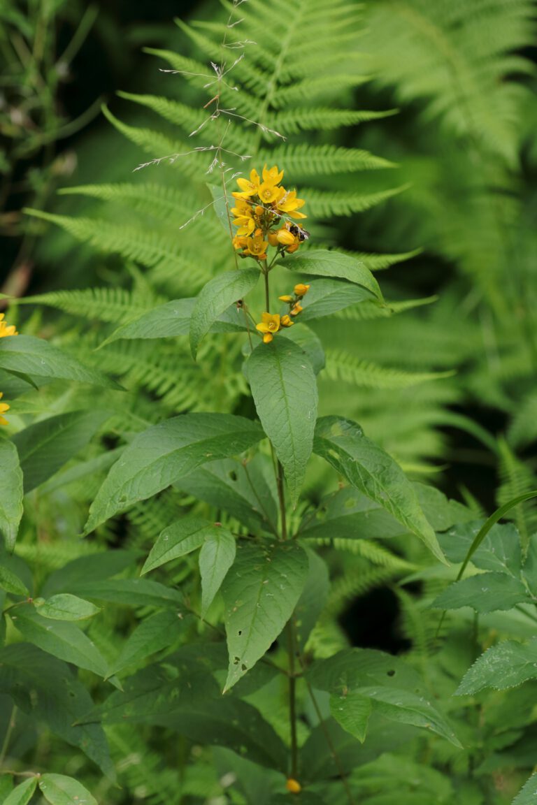Gilbweiderich, gewöhnlicher (Lysimachia vulgaris) Blumen und Natur