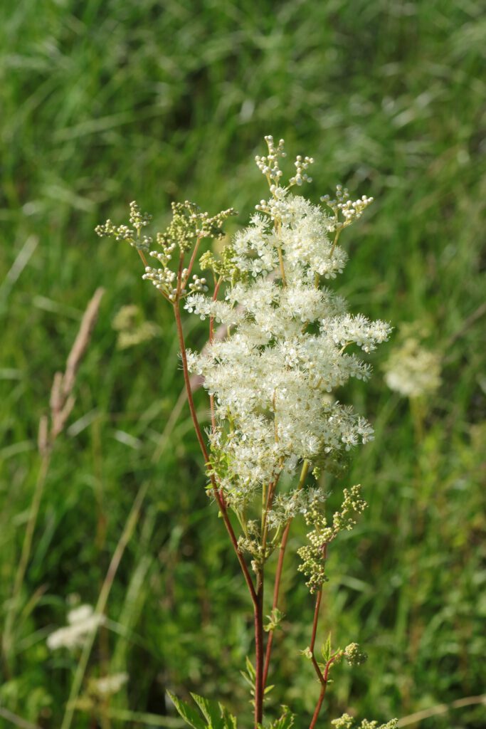 Mädesüß - Blüte