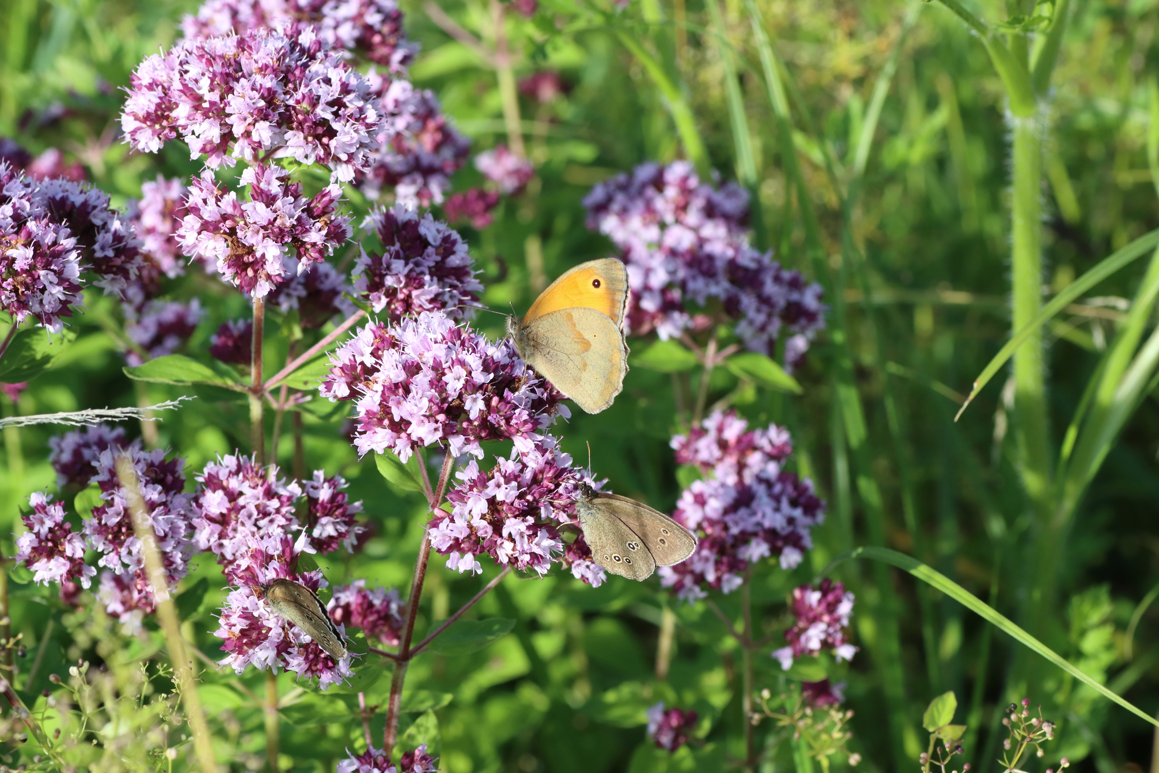 Mehrere Schmetterlinge auf der Blüte eines Wilden Dost - Ein großes Ochsenauge zusammen mit zwei braunen Waldvögeln