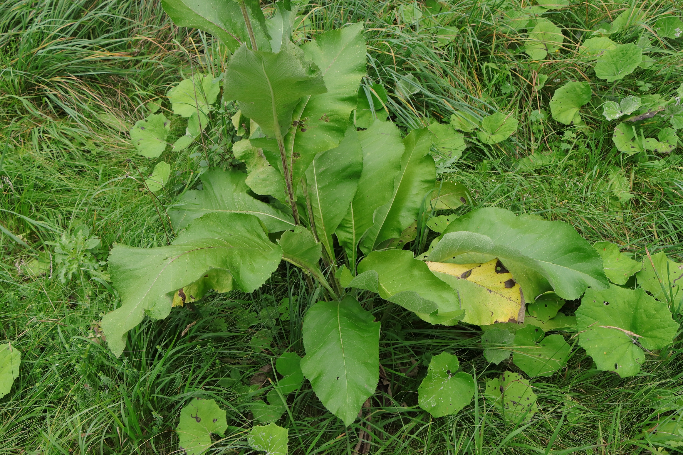 Die Blätter des Alants sind grün gefärbt und laufen am Ende spitz zusammen. Sie haben eine längliche Form und einen leicht gewellten Rand. Die Pflanze wächst auf einer Wiese mit langen Gräsern.