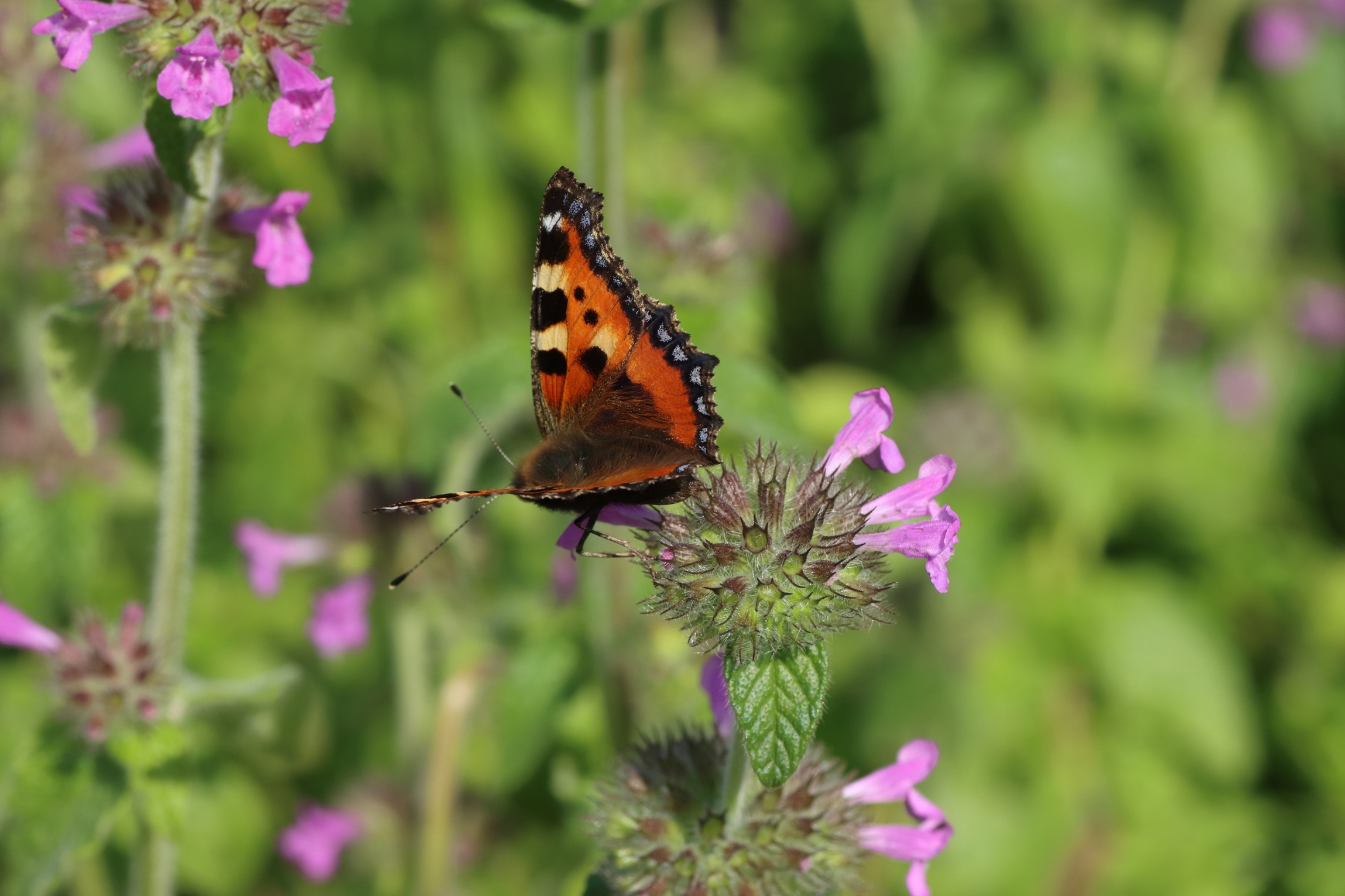 Schmetterlinge - Kleiner Fuchs