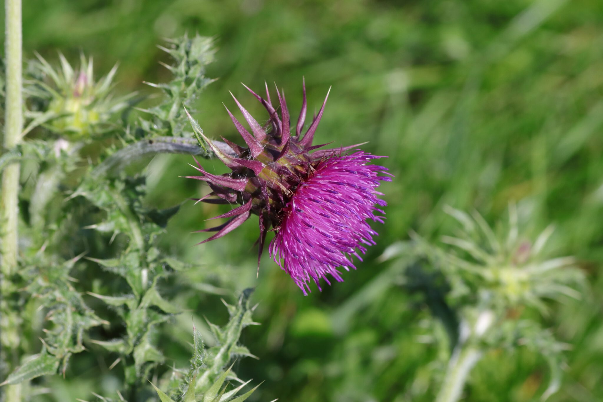 Nickende Distel (Carduus nutans) Blumen und Natur