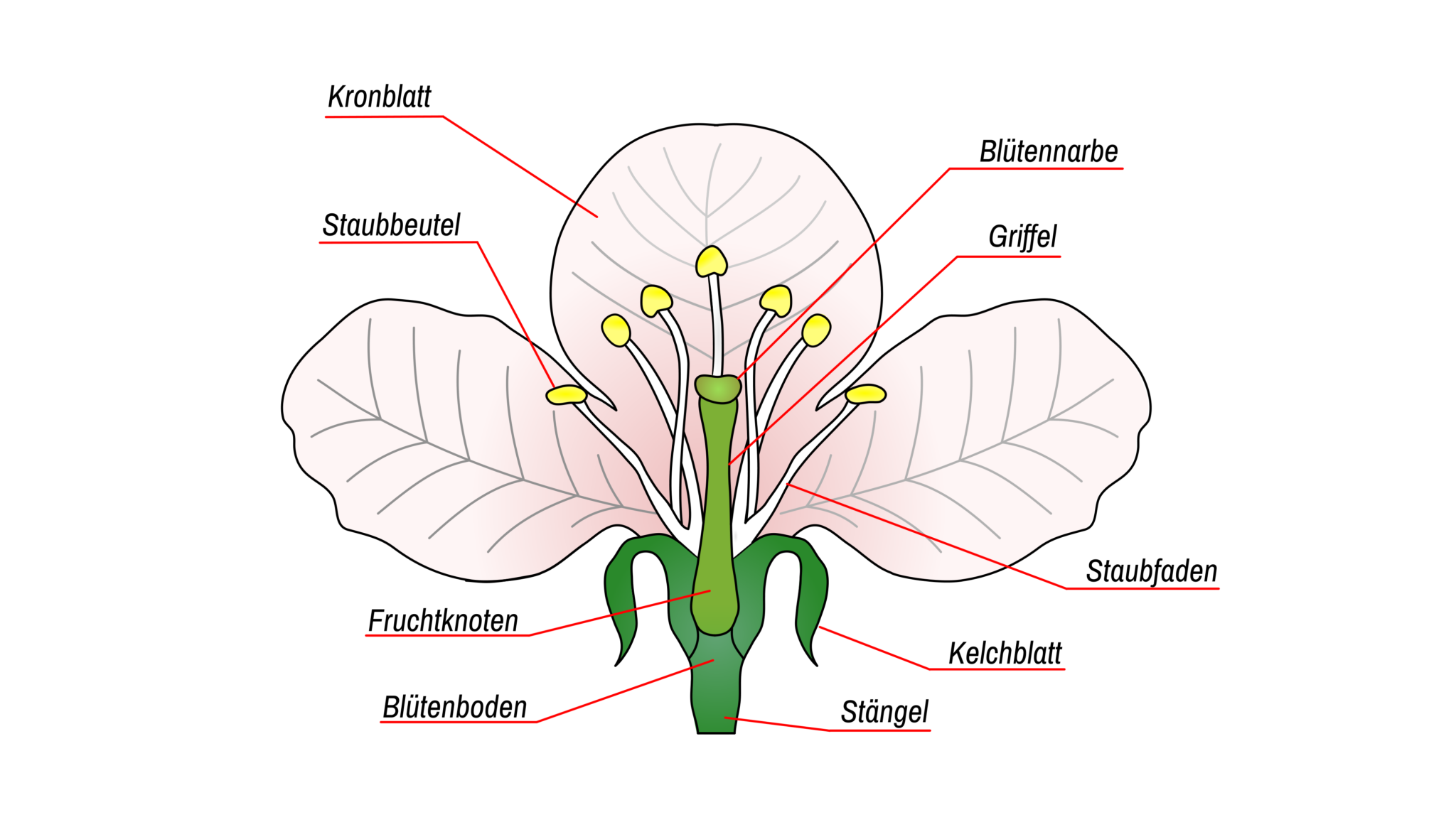 Erstaunlich Hüllblätter Von Blüten Ebenbild