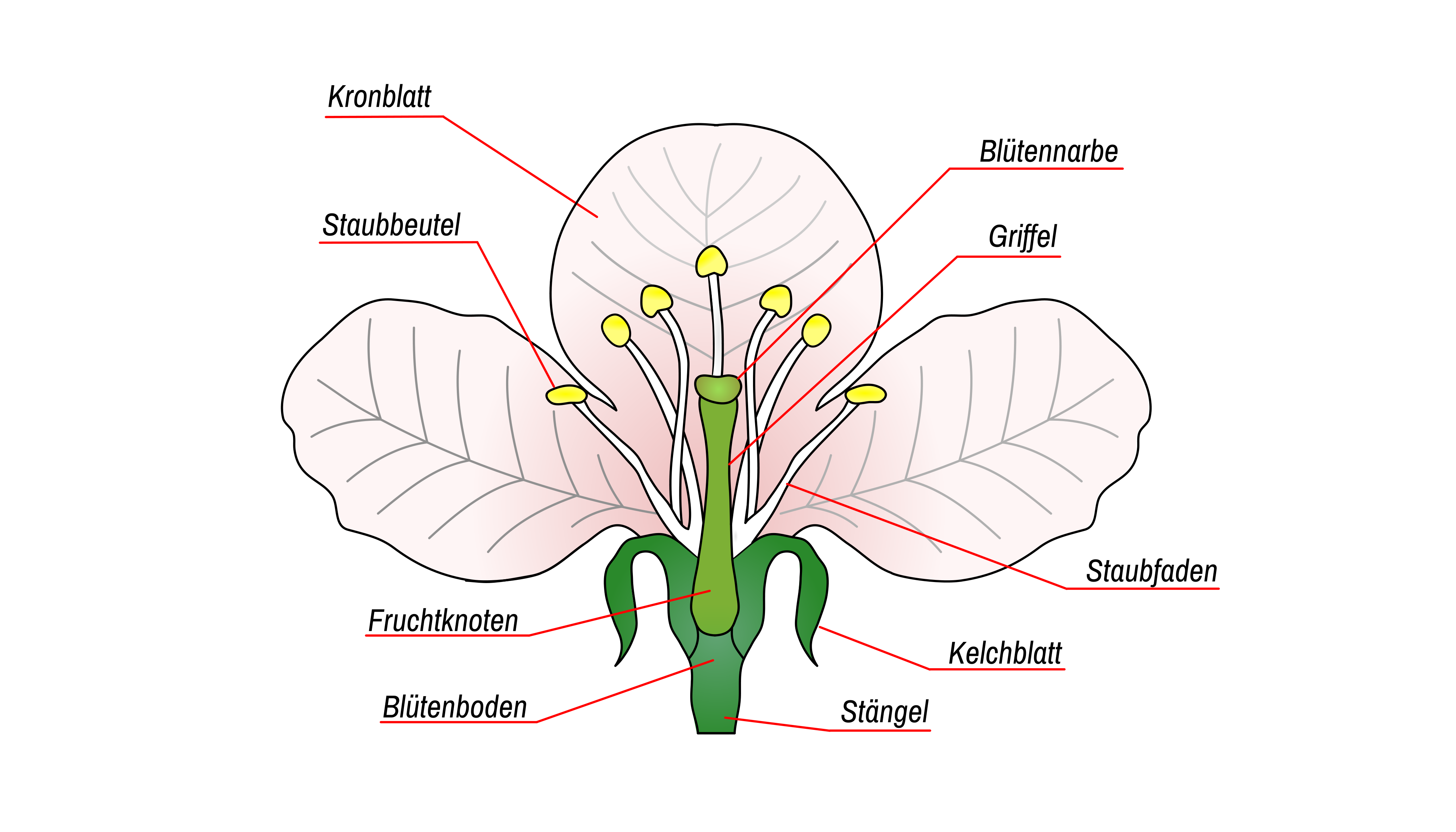 Pflanzenbestimmung - Aufbau einer Blüte