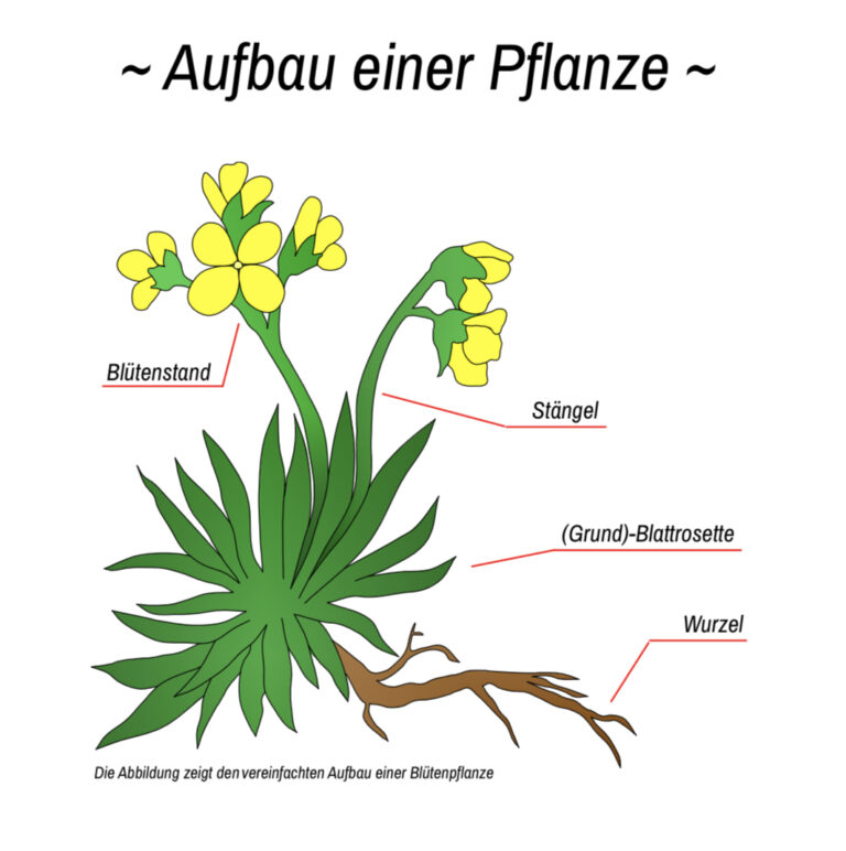 Downloads / Herunterladbare Inhalte Blumen und Natur