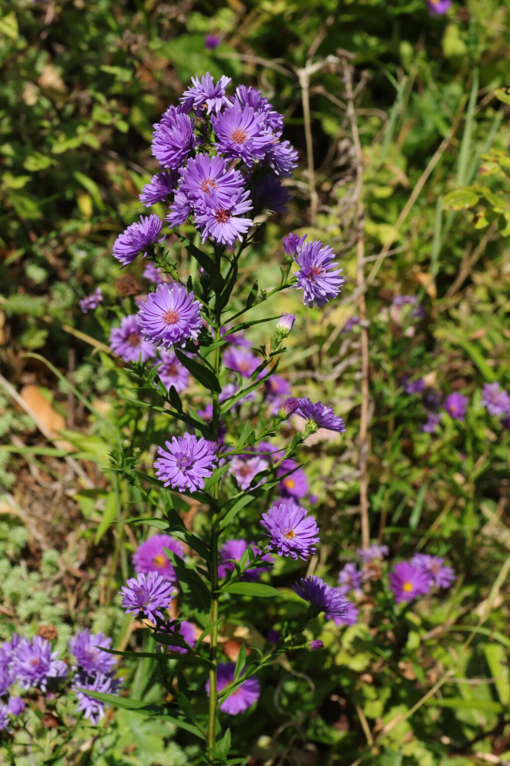 Bergaster / KalkAster (Aster amellus) Blumen und Natur