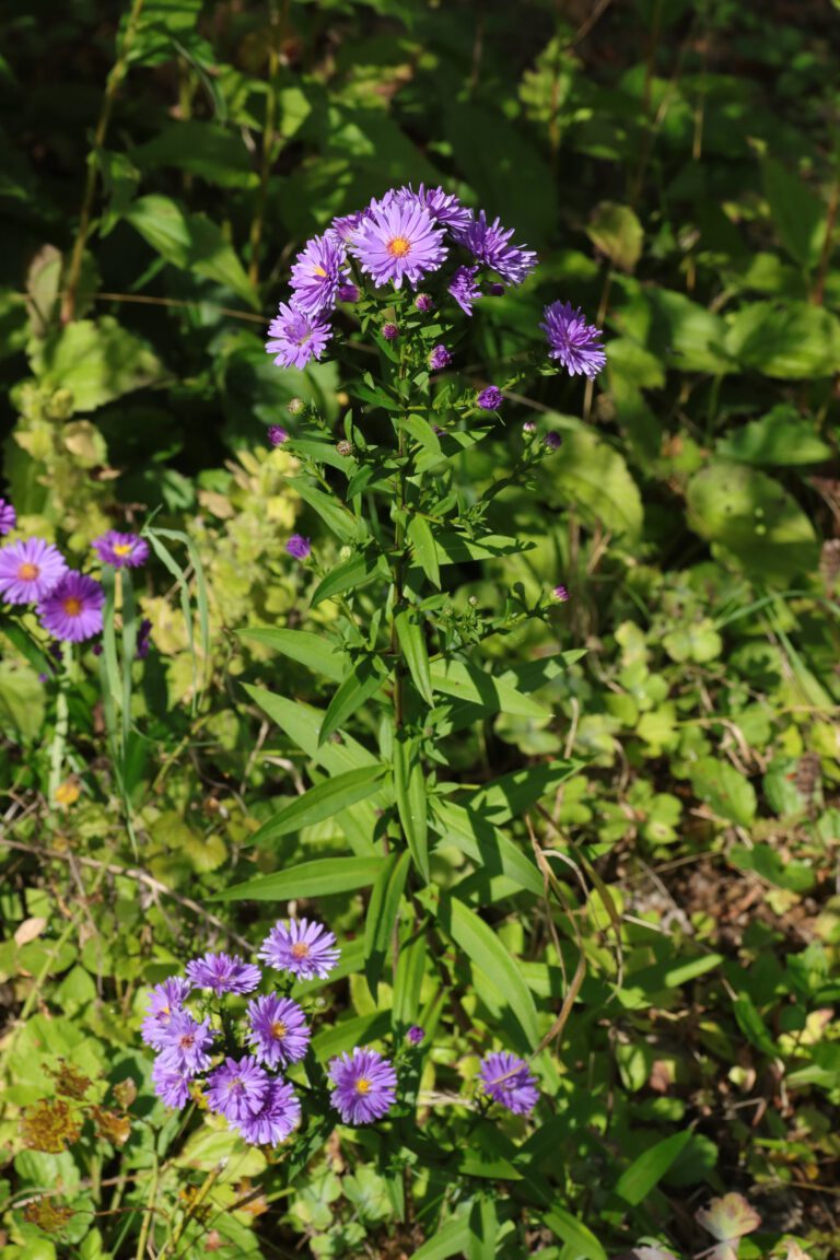 Bergaster / KalkAster (Aster amellus) Blumen und Natur